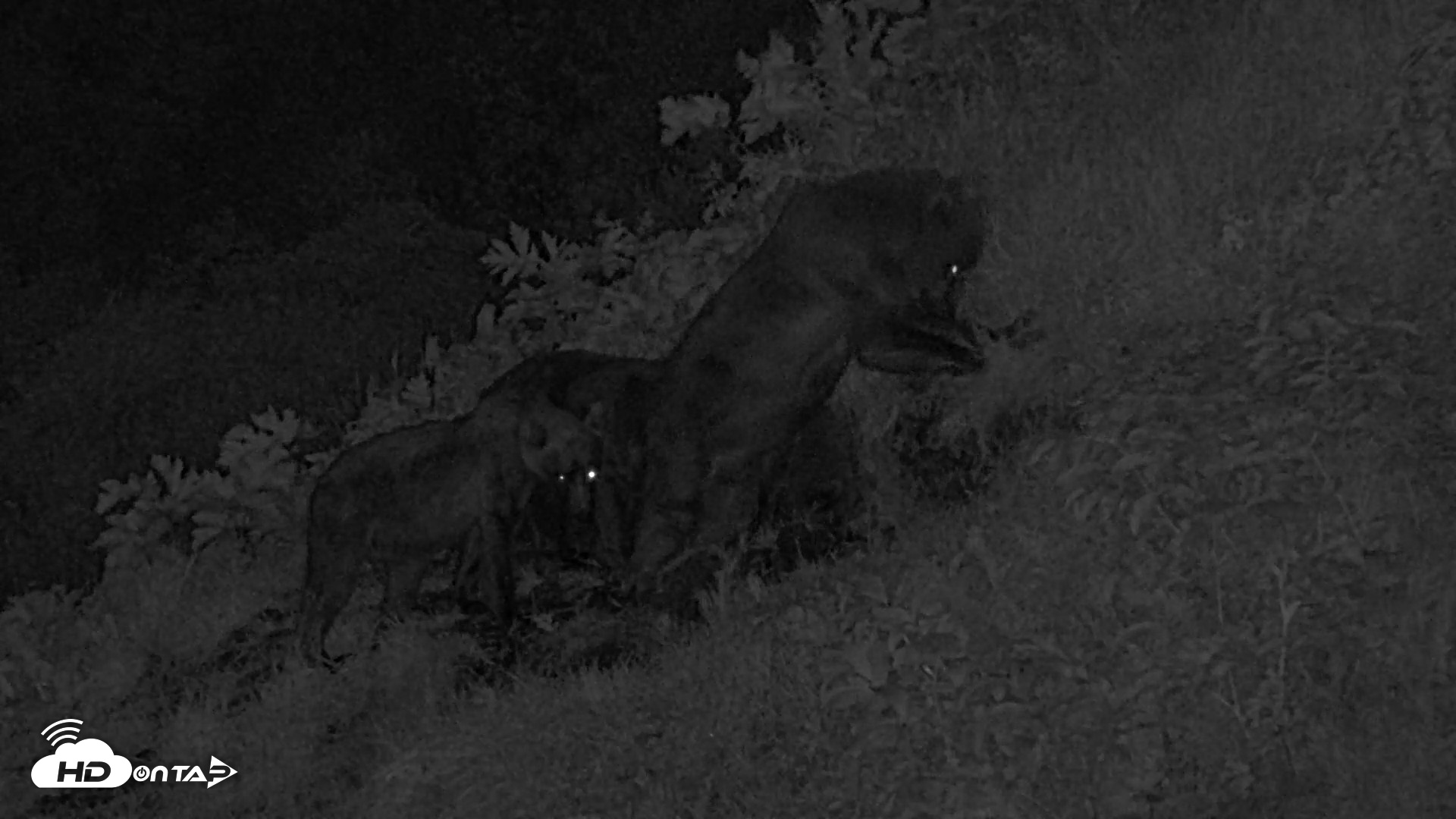 Snapshot of Kodiak Alaska Brown Bears Live Webcam taken Aug 6, 2026, 12:15am AKDT
