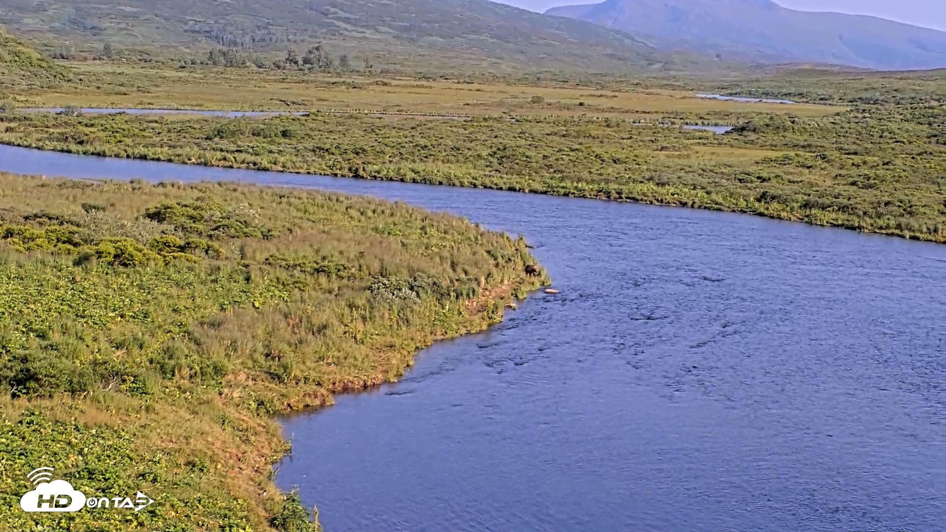 Snapshot of Kodiak Alaska Brown Bears Live Webcam taken Aug 8, 2026, 6:59pm AKDT