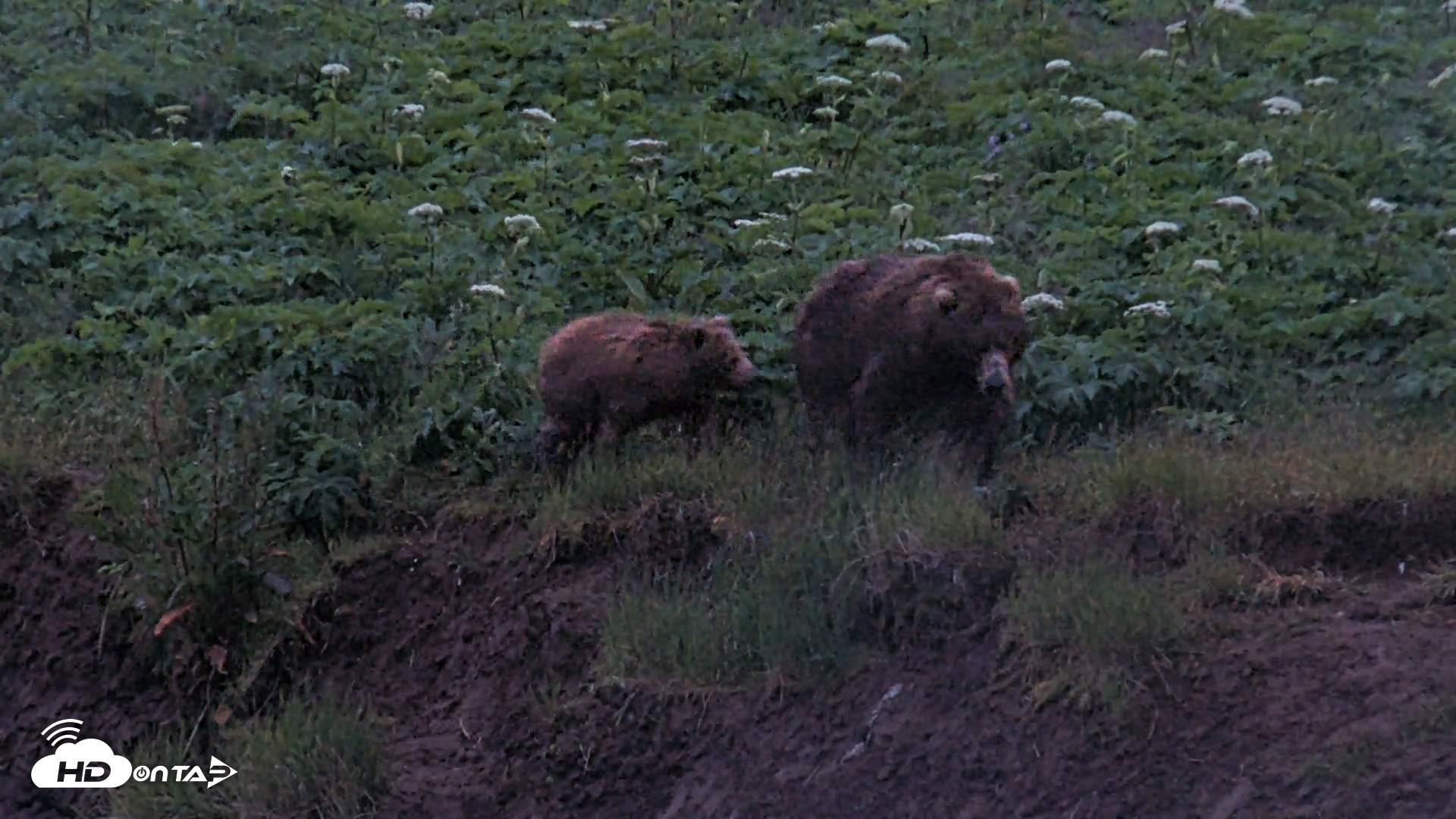 Snapshot of Kodiak Alaska Brown Bears Live Webcam taken Jul 19, 2026, 11:01pm AKDT