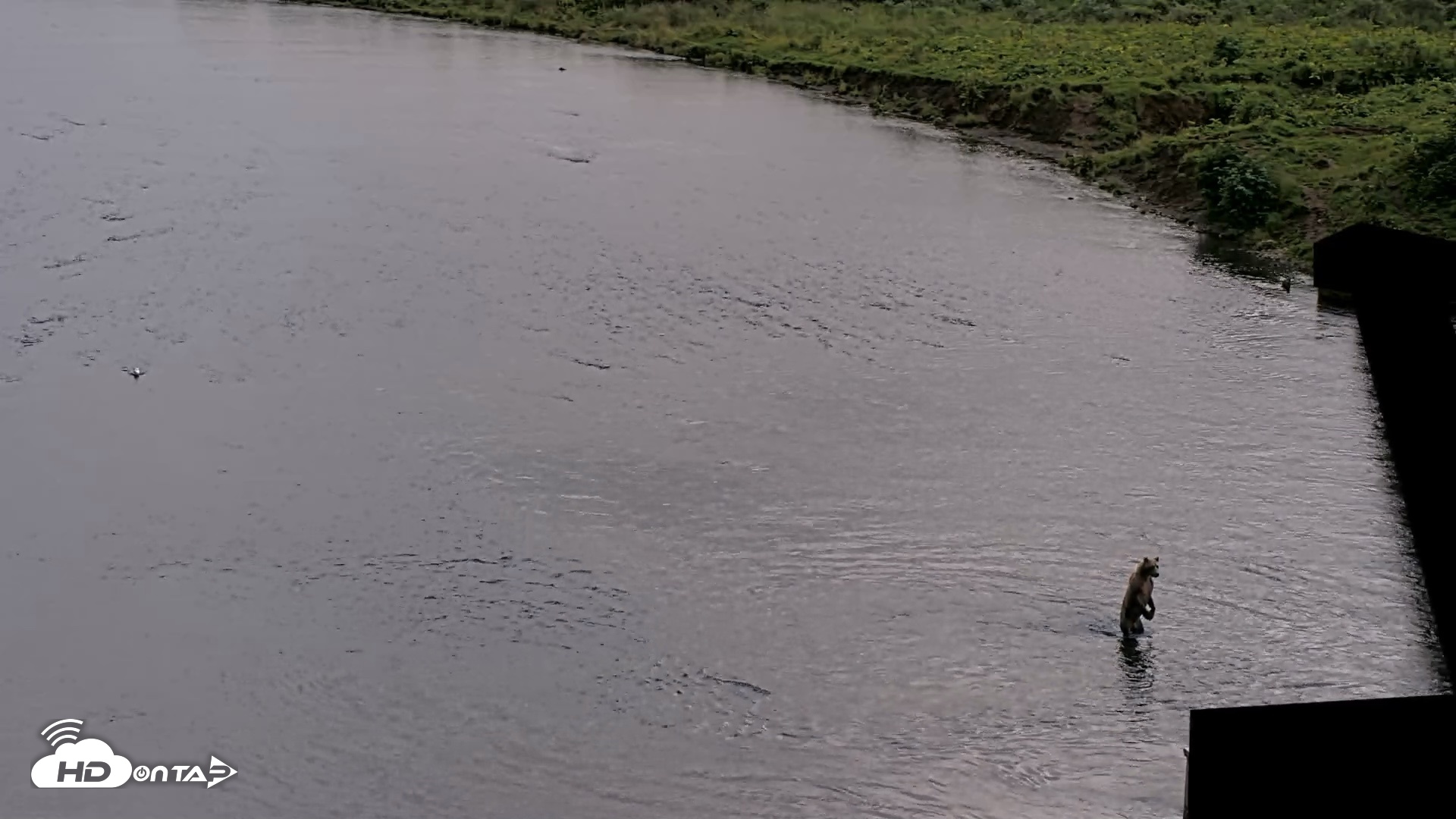 Snapshot of Kodiak Alaska Brown Bears Live Webcam taken Aug 20, 2026, 8:43pm AKDT