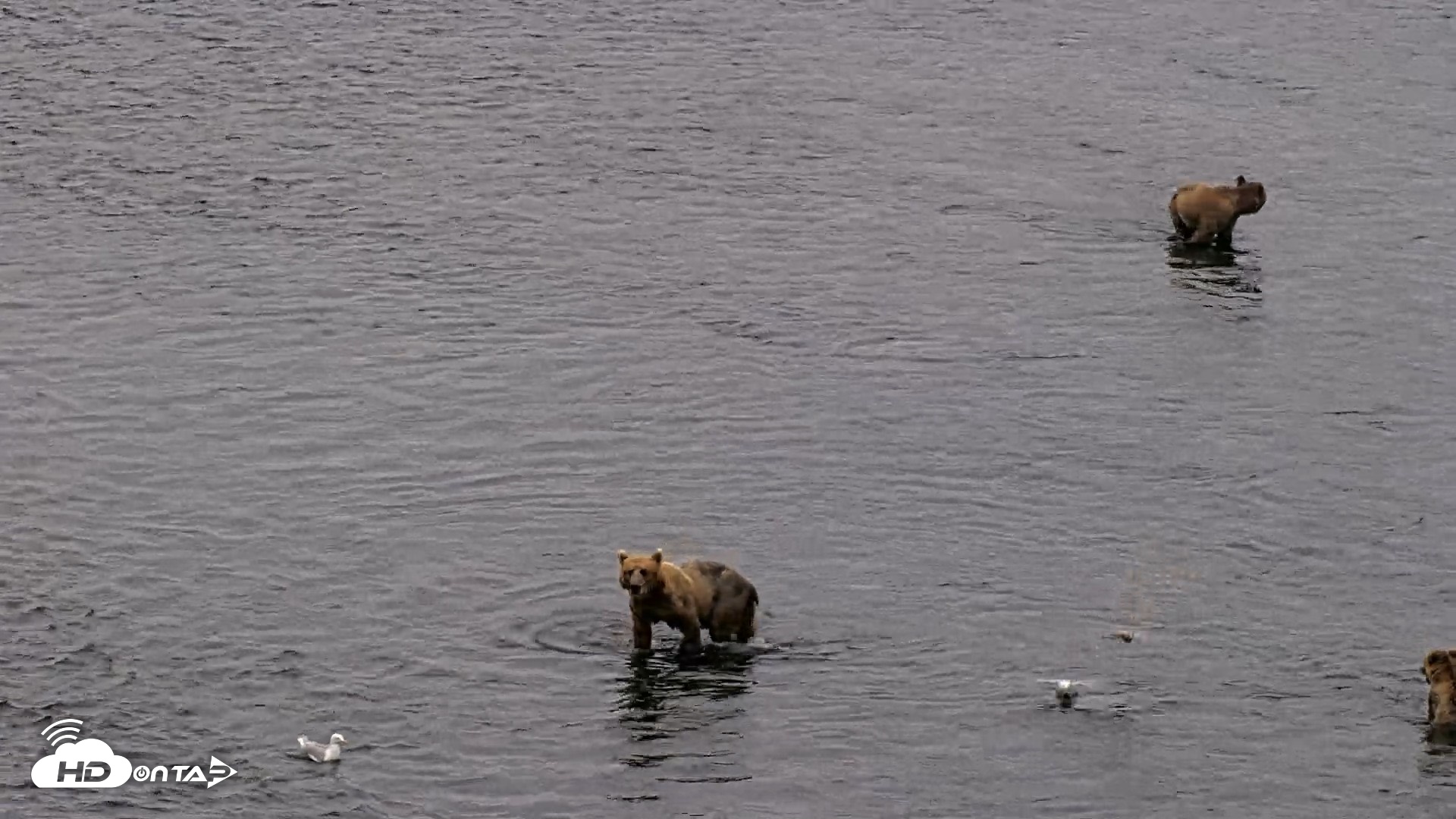 Snapshot of Kodiak Alaska Brown Bears Live Webcam taken Aug 7, 2026, 7:26am AKDT