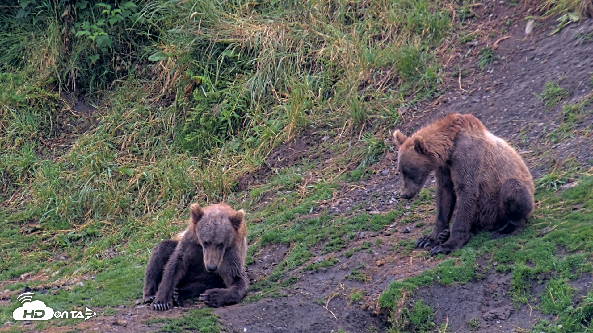 Snapshot of Kodiak Alaska Brown Bears Live Webcam taken Aug 7, 2026, 7:33am AKDT