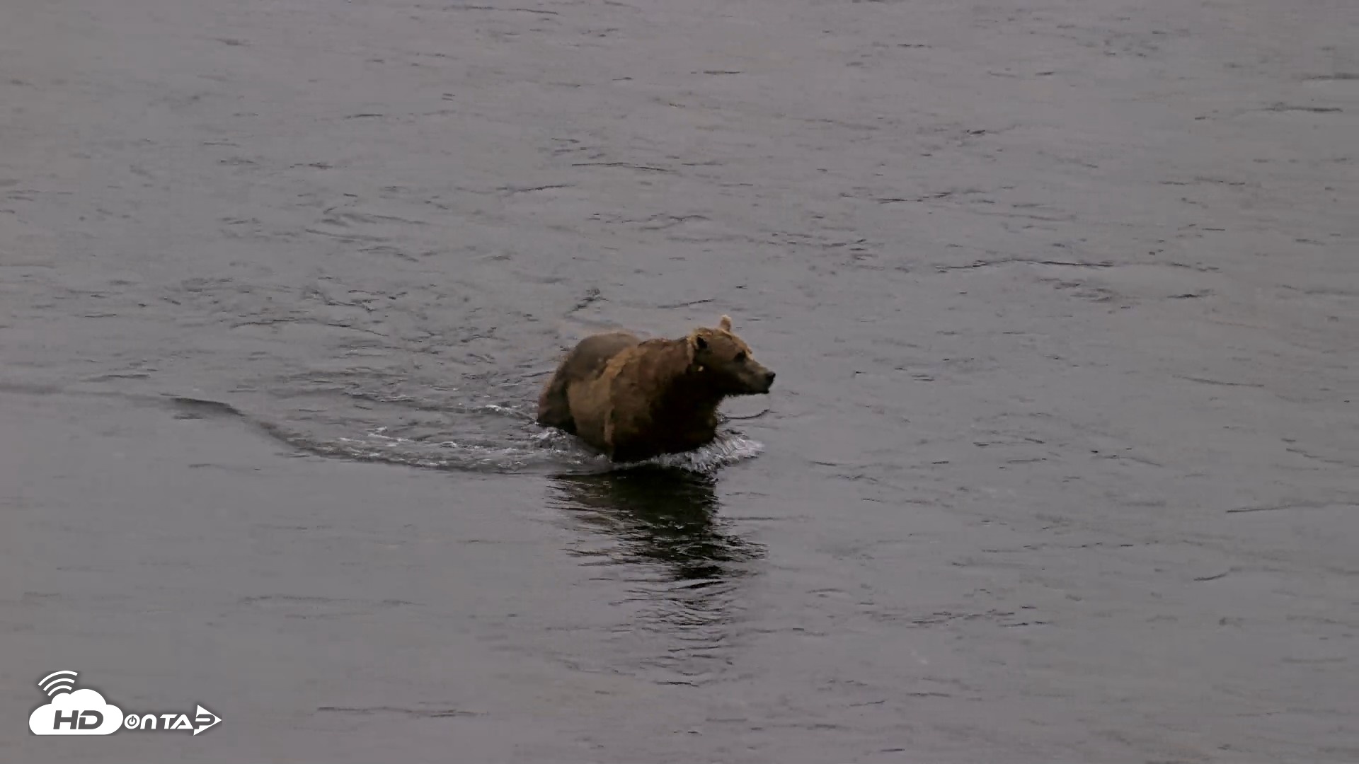 Snapshot of Kodiak Alaska Brown Bears Live Webcam taken Aug 4, 2026, 6:50am AKDT