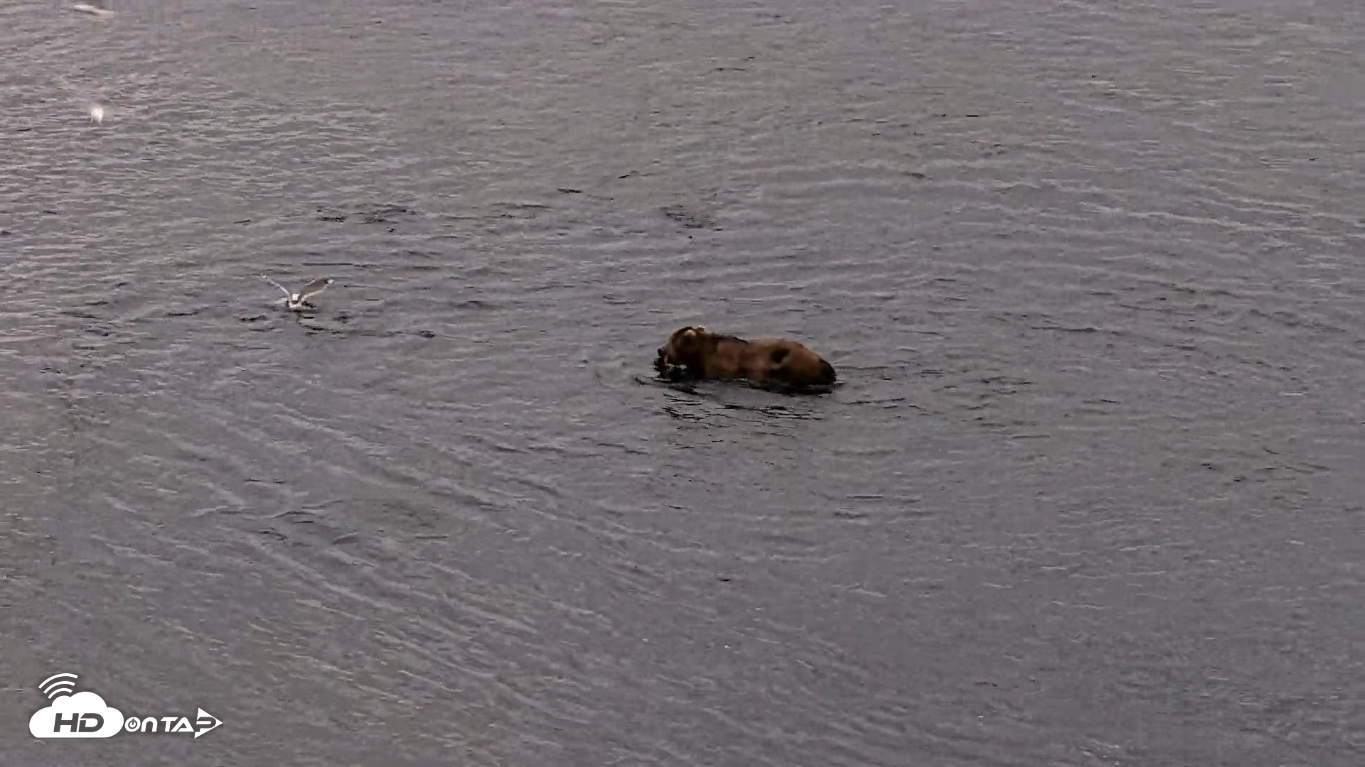 Snapshot of Kodiak Alaska Brown Bears Live Webcam taken Jul 27, 2026, 10:49pm AKDT