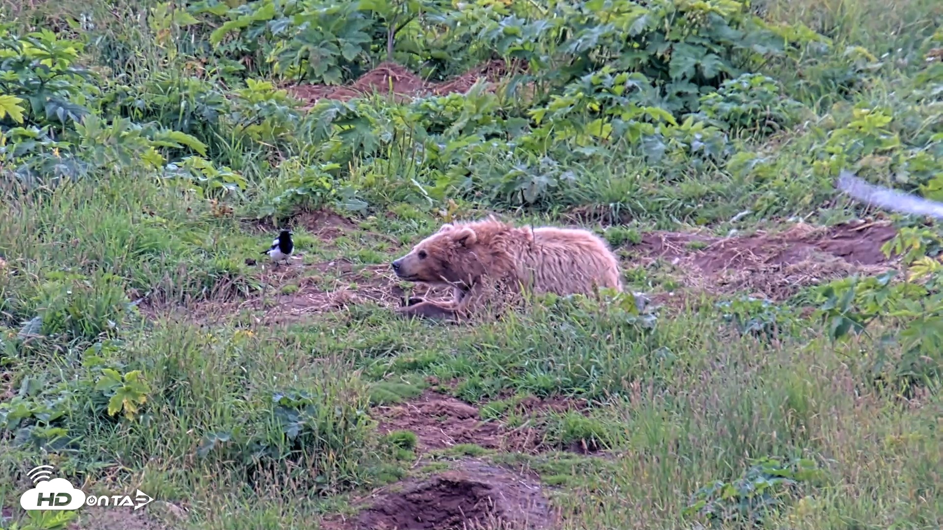 Snapshot of Kodiak Alaska Brown Bears Live Webcam taken Aug 6, 2026, 6:01pm AKDT