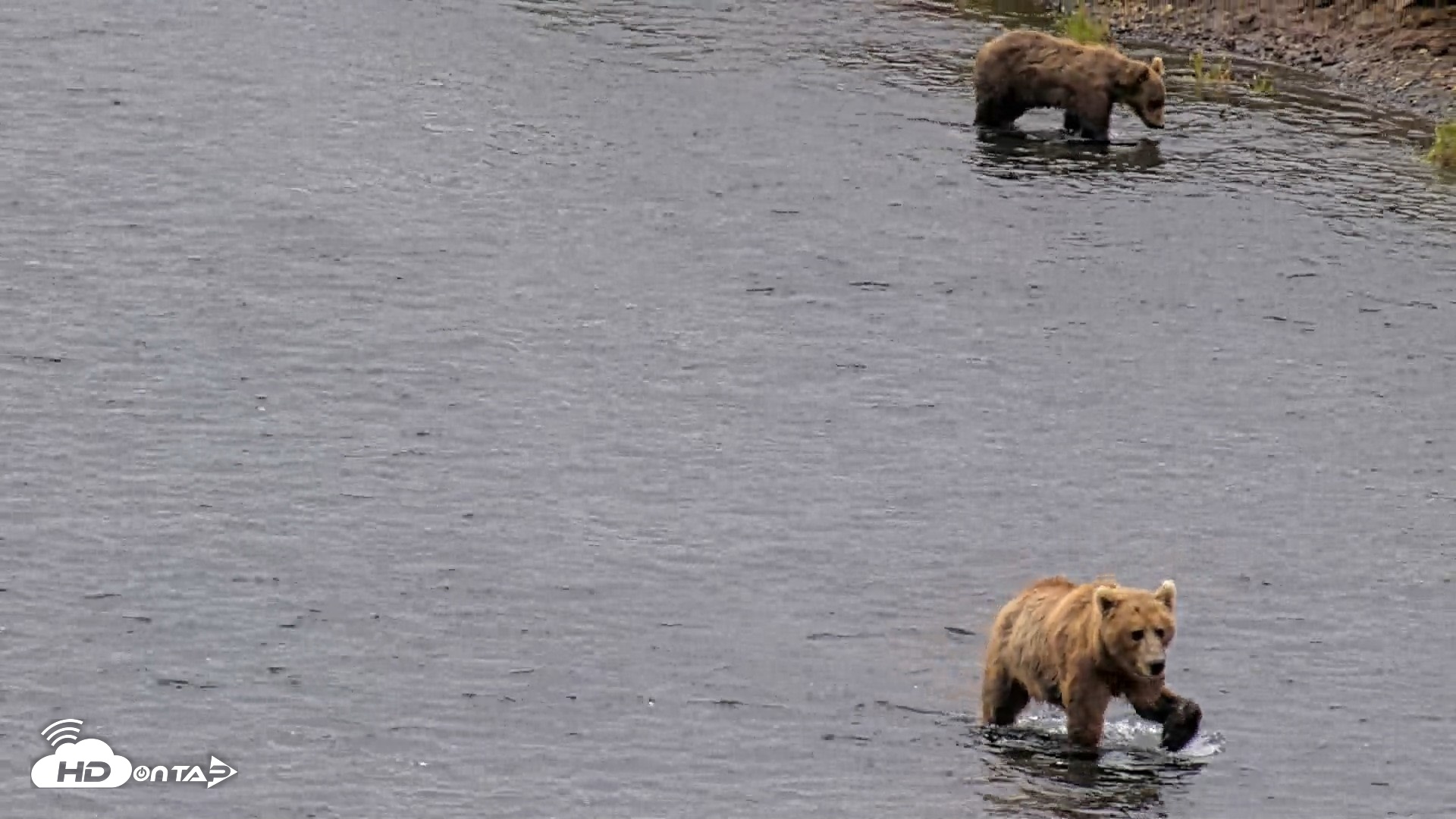 Snapshot of Kodiak Alaska Brown Bears Live Webcam taken Aug 10, 2026, 11:58am AKDT