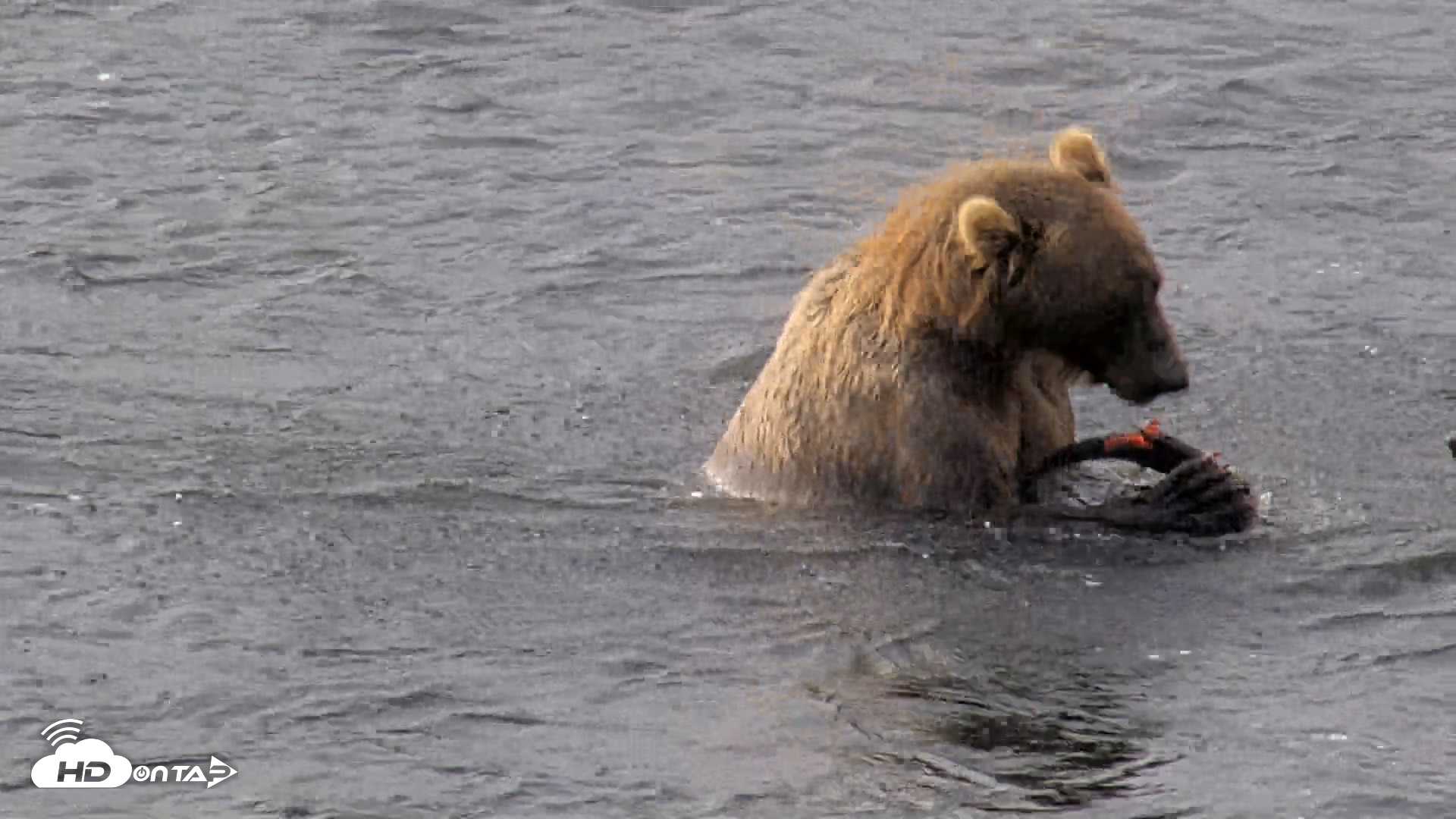 Snapshot of Kodiak Alaska Brown Bears Live Webcam taken Aug 18, 2026, 10:01am AKDT