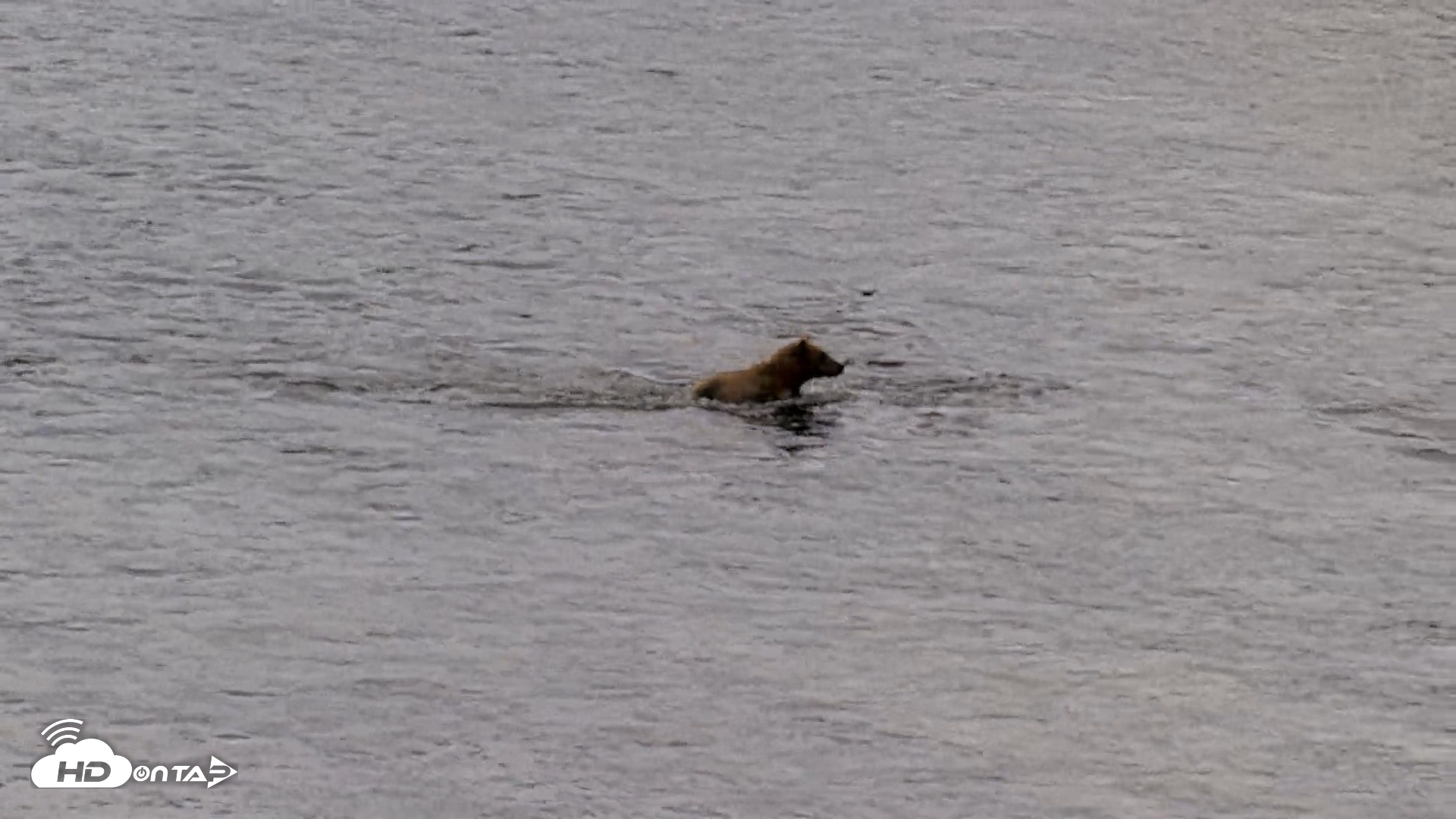Snapshot of Kodiak Alaska Brown Bears Live Webcam taken Jul 23, 2026, 11:21am AKDT