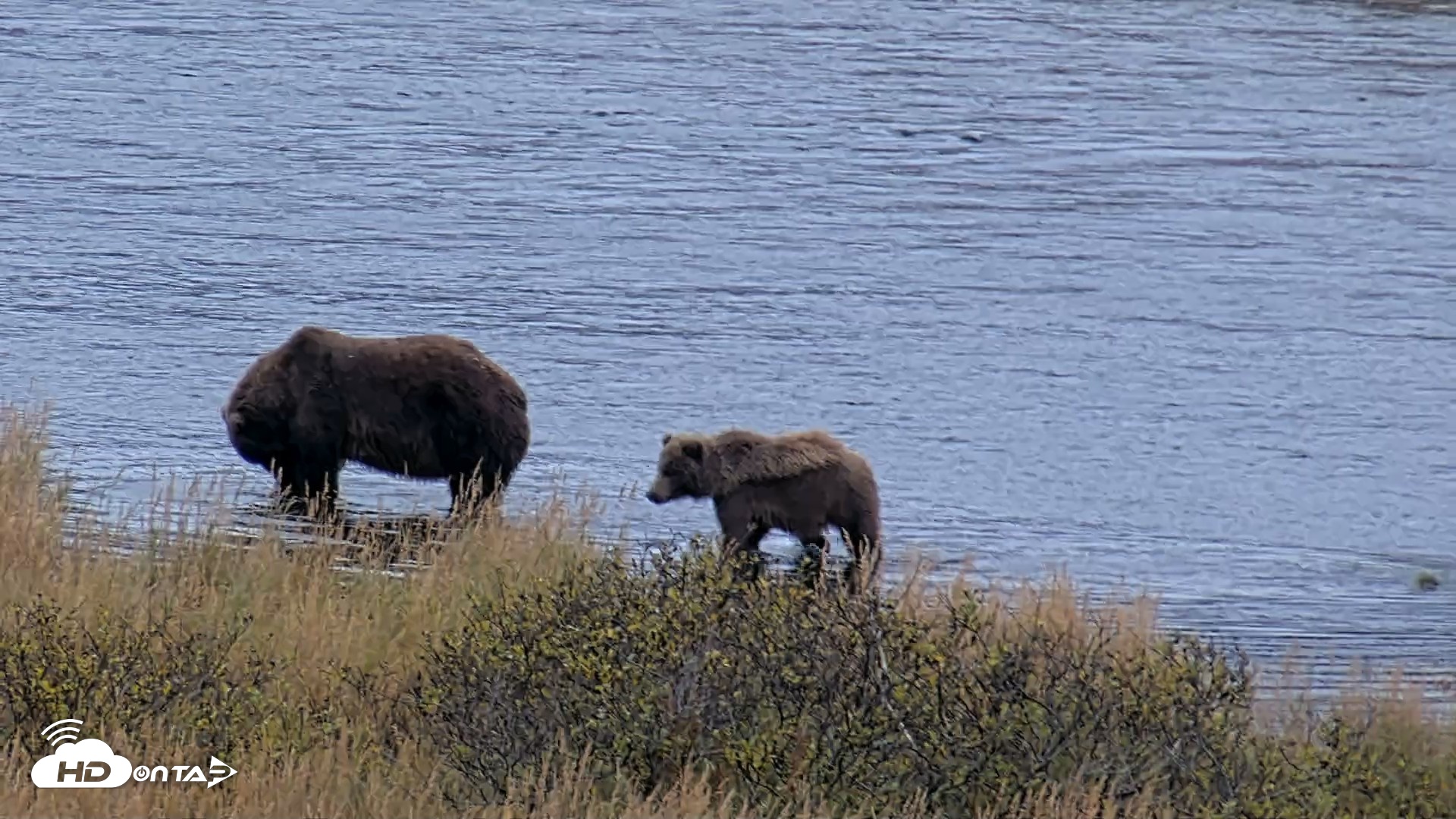 Snapshot of Kodiak Alaska Brown Bears Live Webcam taken Oct 6, 2026, 11:17am AKDT