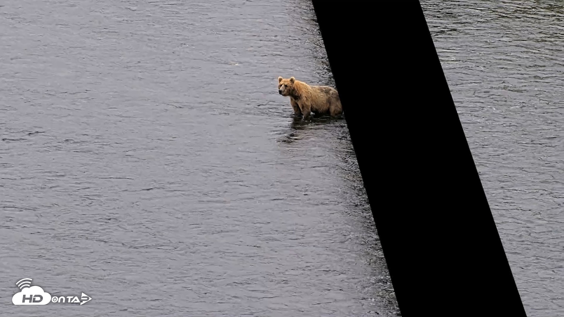 Snapshot of Kodiak Alaska Brown Bears Live Webcam taken Aug 6, 2026, 10:31am AKDT