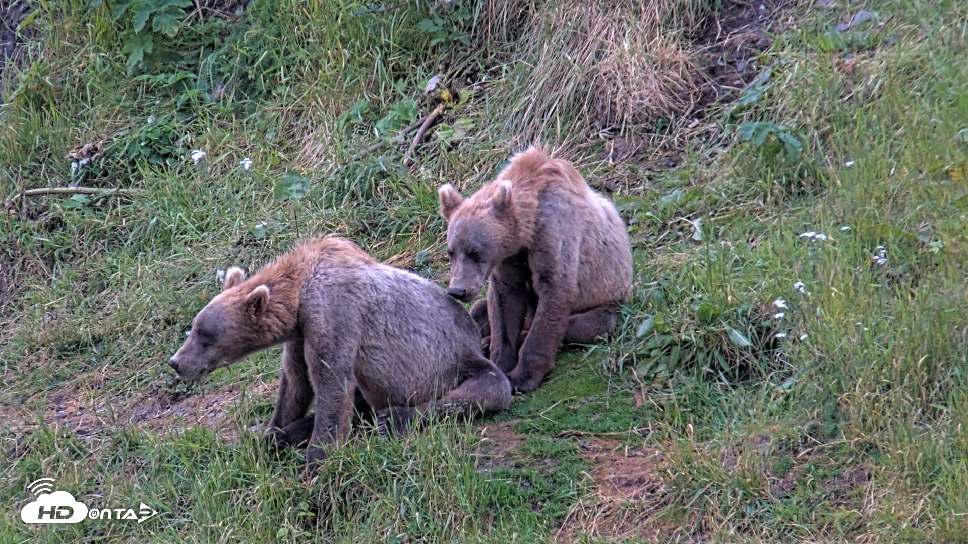 Snapshot of Kodiak Alaska Brown Bears Live Webcam taken Aug 6, 2026, 7:47am AKDT