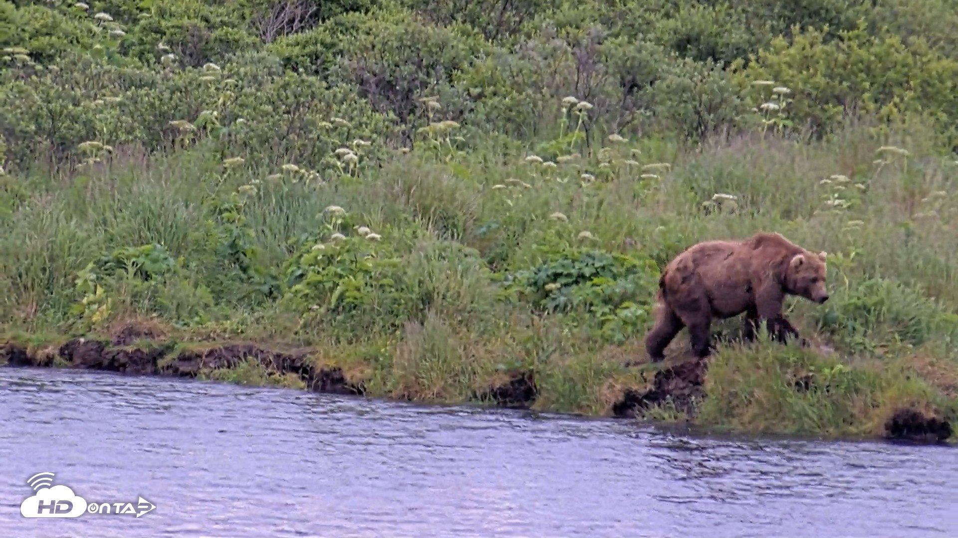 Snapshot of Kodiak Alaska Brown Bears Live Webcam taken Jul 27, 2026, 9:11am AKDT