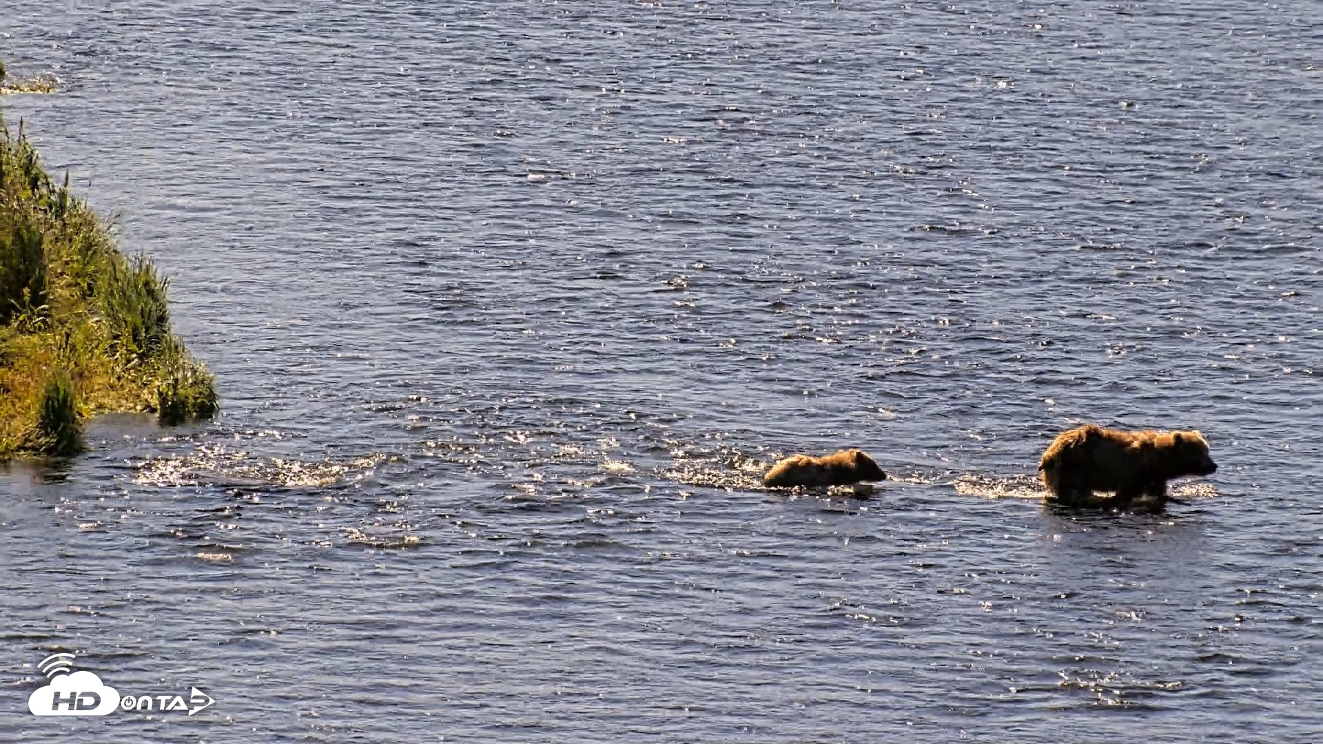 Snapshot of Kodiak Alaska Brown Bears Live Webcam taken Jul 30, 2026, 11:10am AKDT