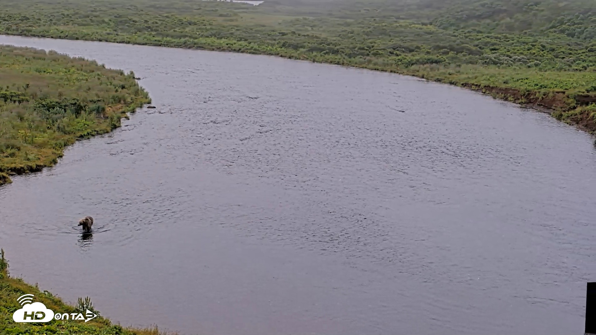 Snapshot of Kodiak Alaska Brown Bears Live Webcam taken Aug 9, 2026, 8:46am AKDT