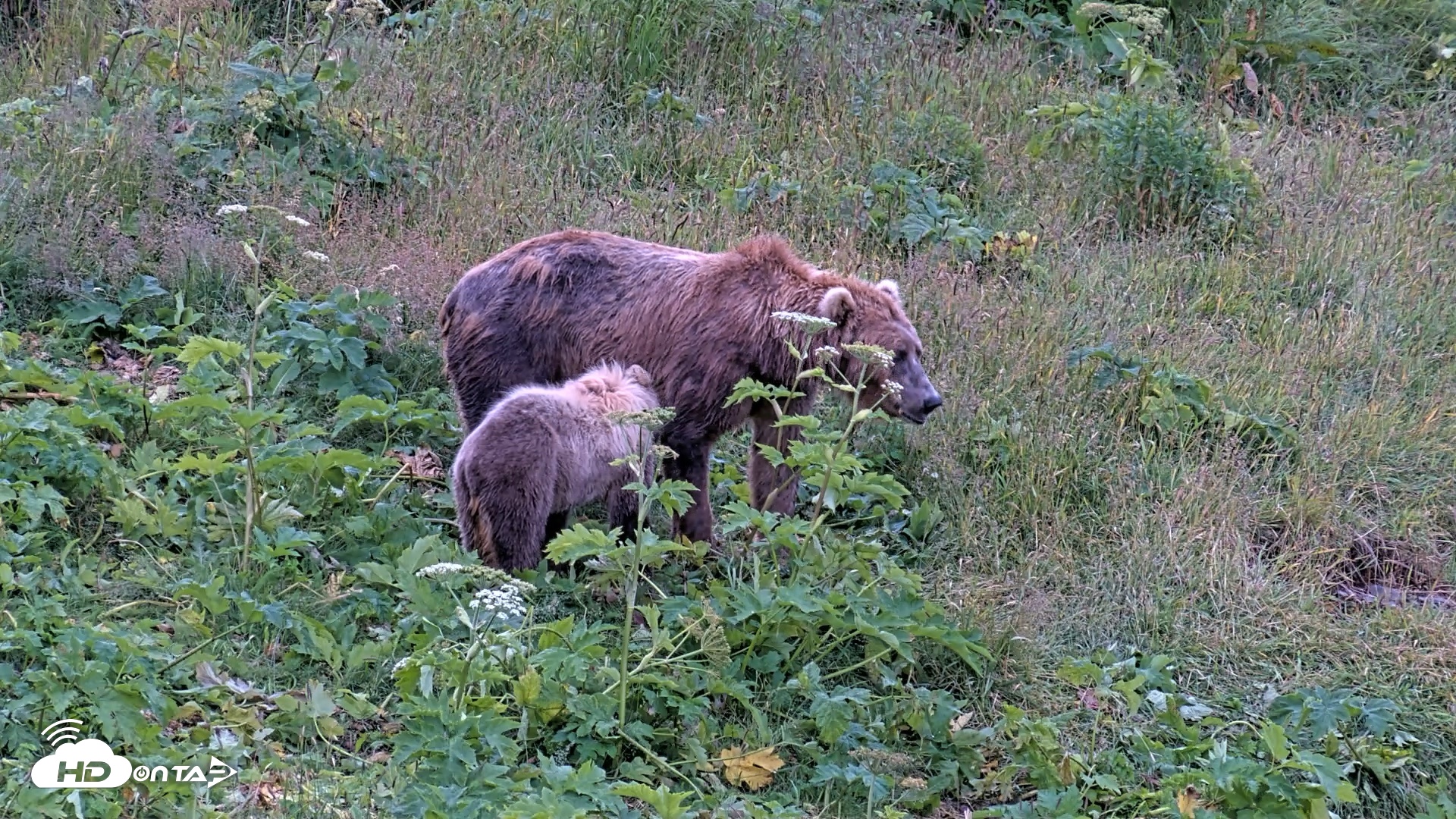 Snapshot of Kodiak Alaska Brown Bears Live Webcam taken Aug 6, 2026, 7:36am AKDT