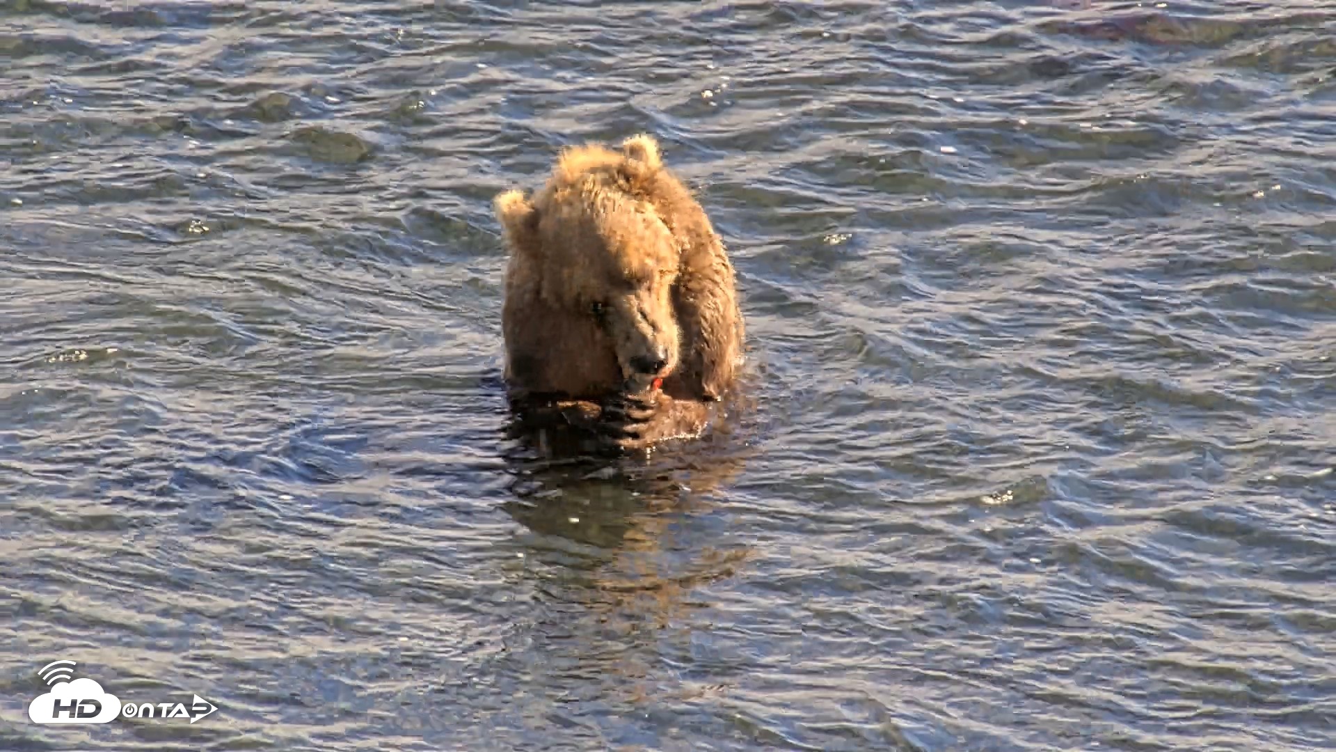 Snapshot of Kodiak Alaska Brown Bears Live Webcam taken Aug 23, 2026, 4:55pm AKDT