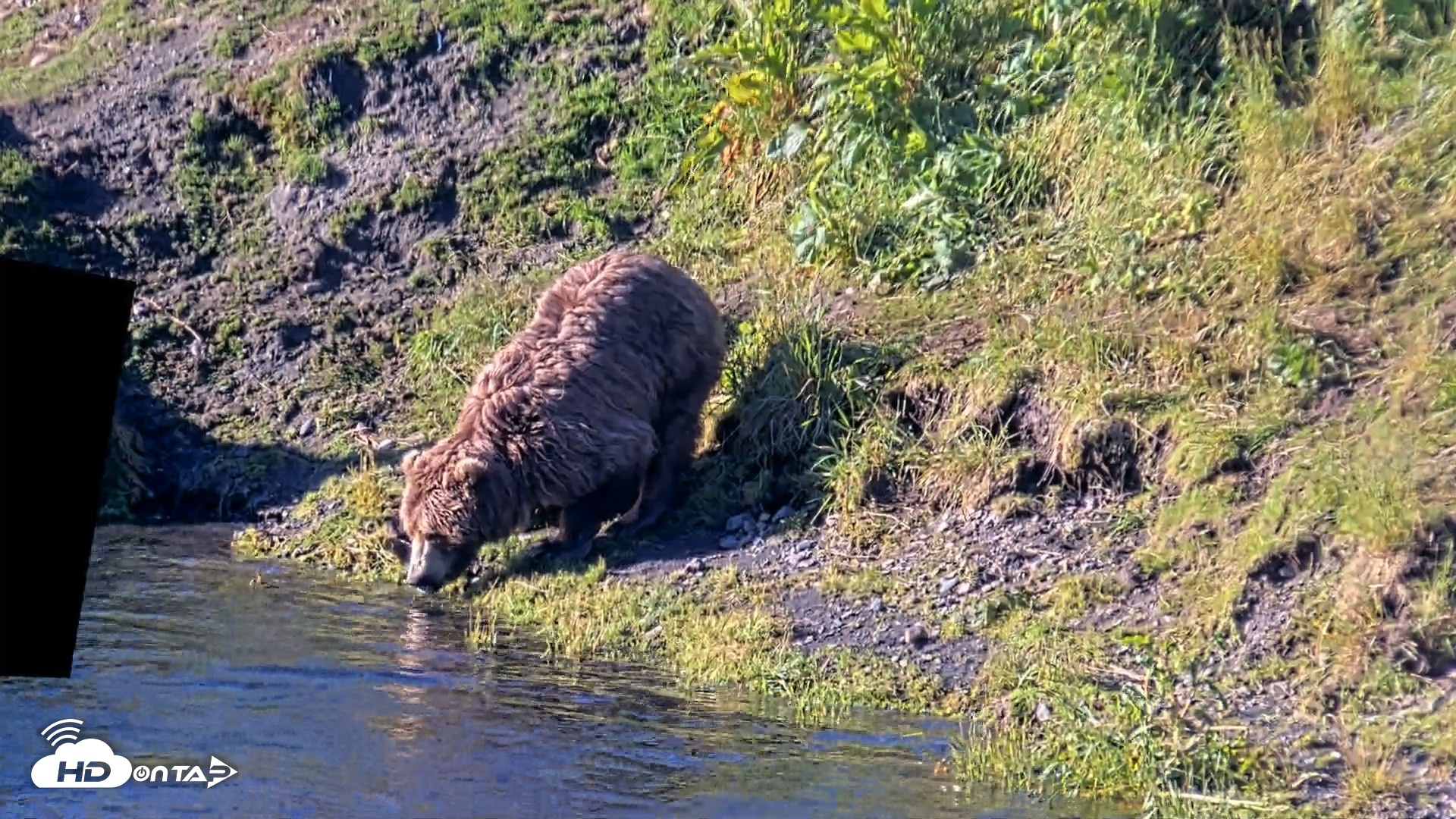 Snapshot of Kodiak Alaska Brown Bears Live Webcam taken Jul 30, 2026, 8:48am AKDT