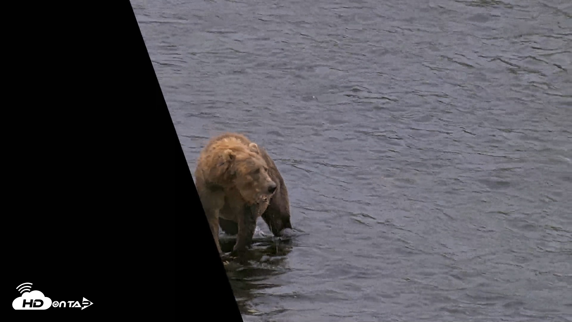 Snapshot of Kodiak Alaska Brown Bears Live Webcam taken Aug 15, 2026, 7:02pm AKDT