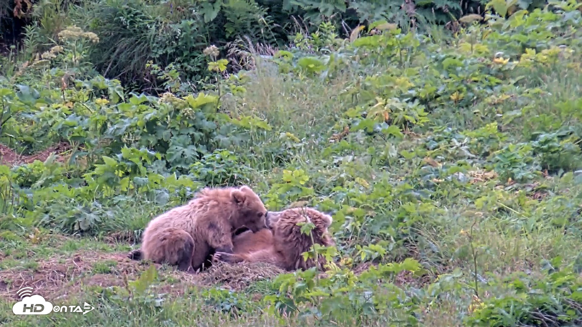 Snapshot of Kodiak Alaska Brown Bears Live Webcam taken Aug 6, 2026, 6:07pm AKDT