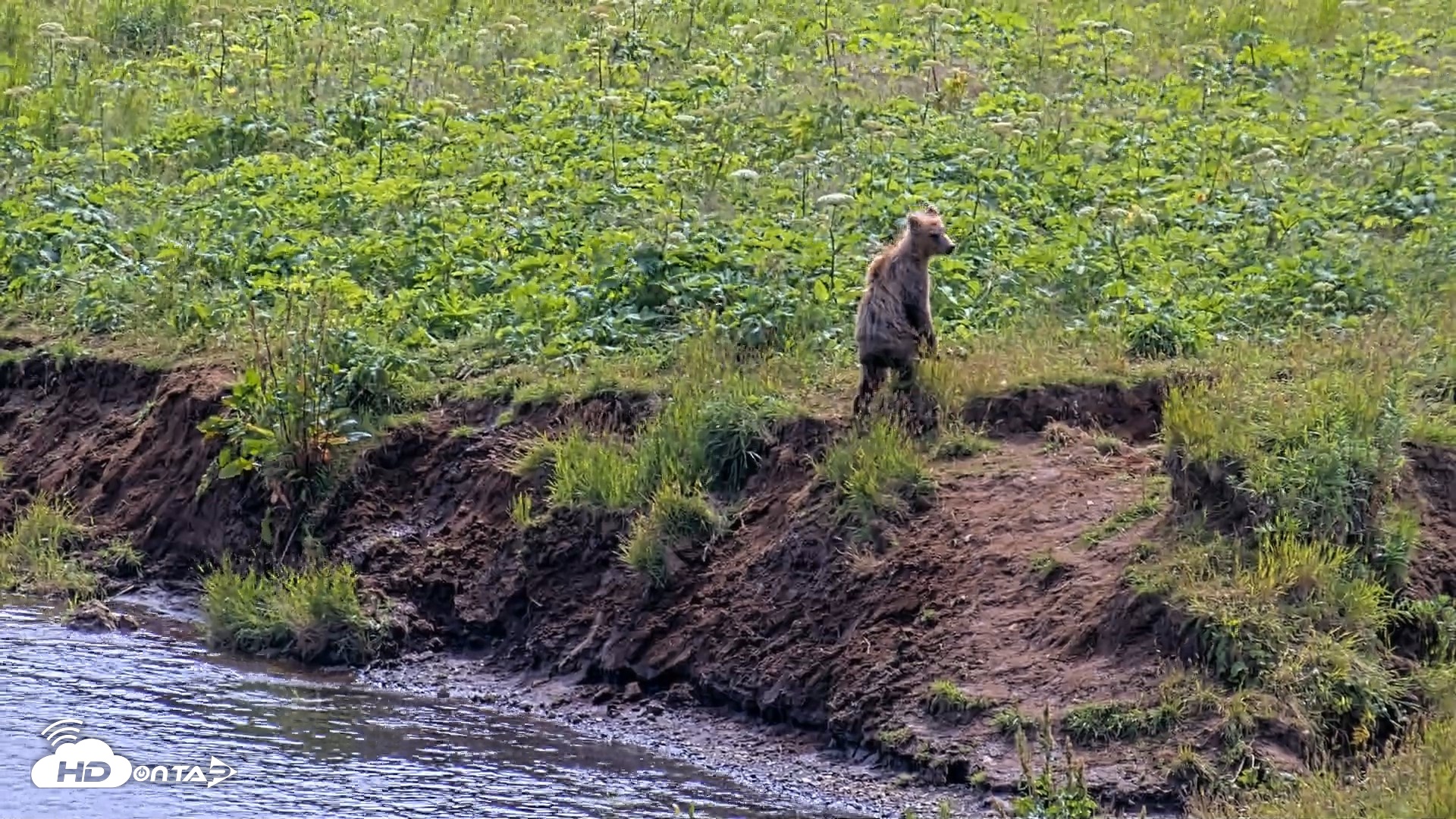 Snapshot of Kodiak Alaska Brown Bears Live Webcam taken Aug 1, 2026, 2:15pm AKDT