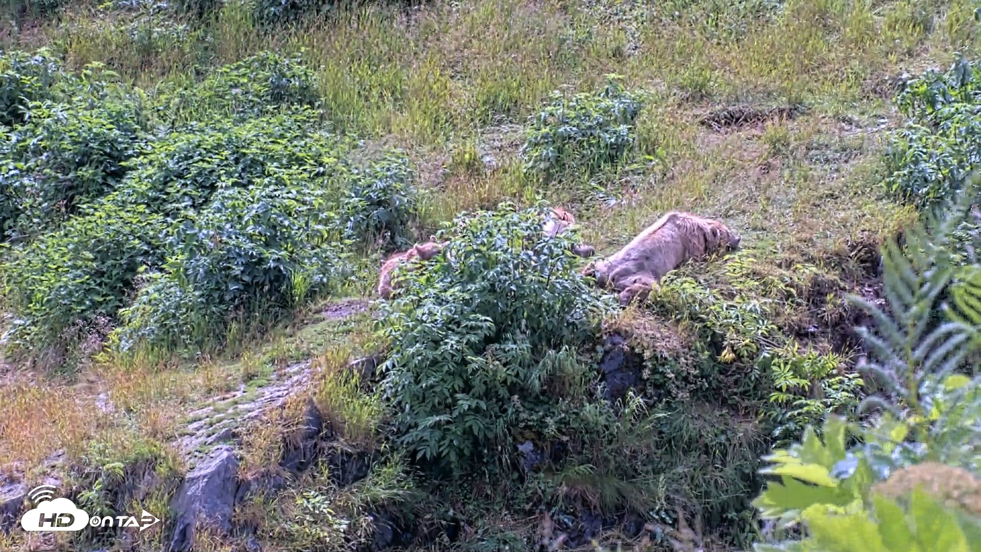 Snapshot of Kodiak Alaska Brown Bears Live Webcam taken Aug 4, 2026, 1:49pm AKDT
