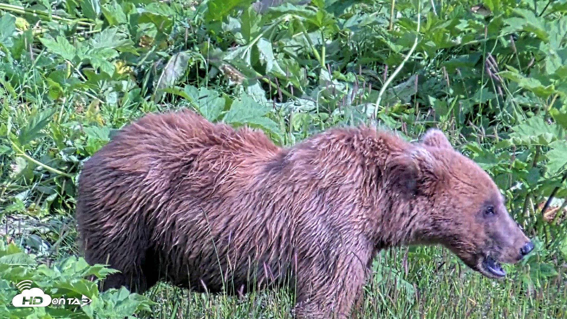 Snapshot of Kodiak Alaska Brown Bears Live Webcam taken Jul 25, 2026, 6:14pm AKDT