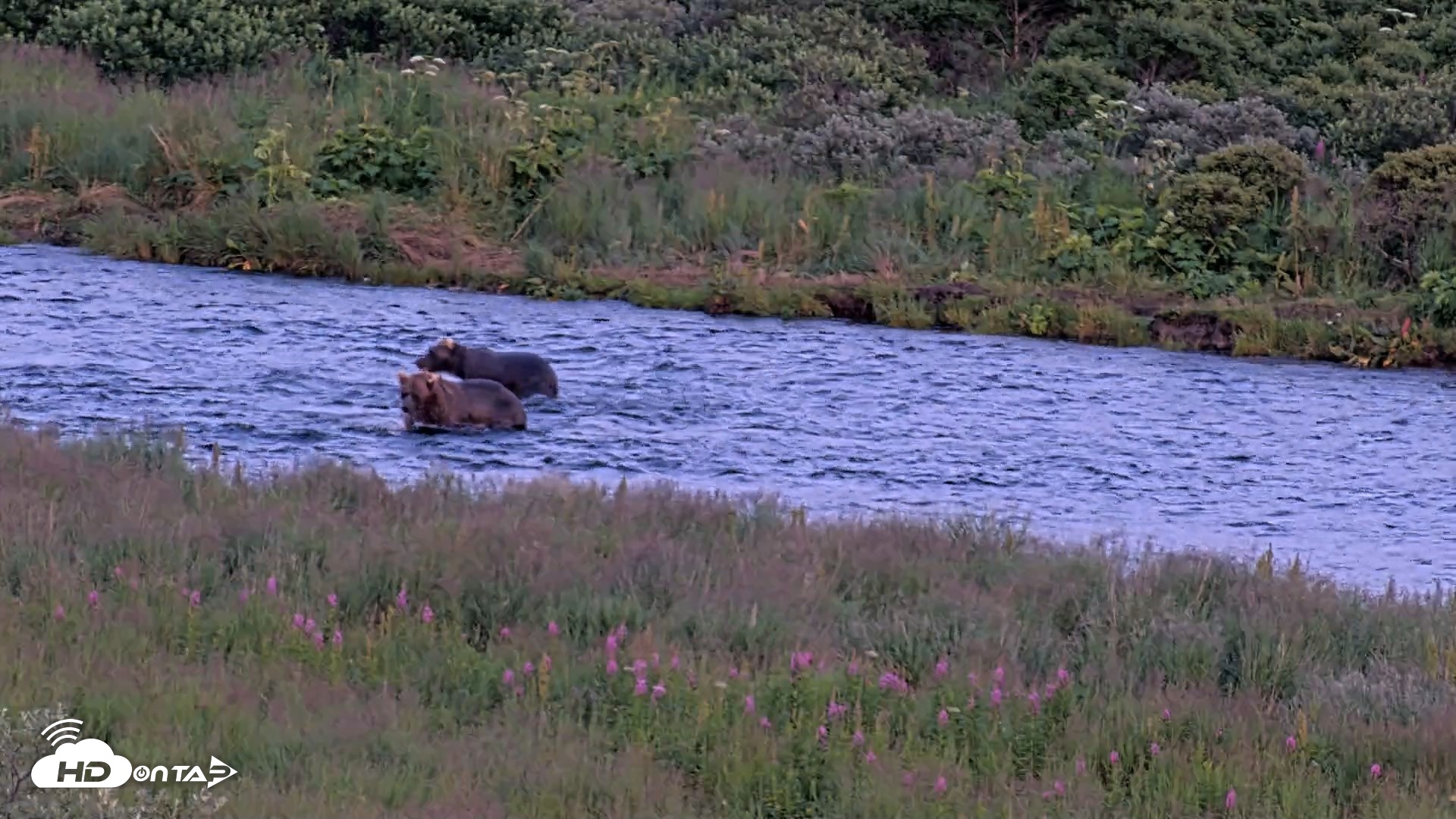 Snapshot of Kodiak Alaska Brown Bears Live Webcam taken Aug 8, 2026, 10:08pm AKDT