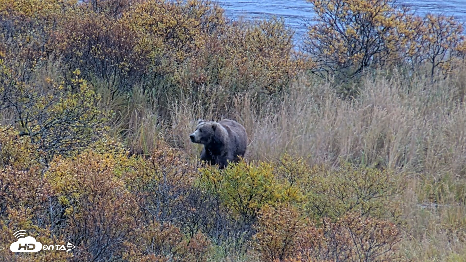 Snapshot of Kodiak Alaska Brown Bears Live Webcam taken Oct 6, 2026, 11:22am AKDT