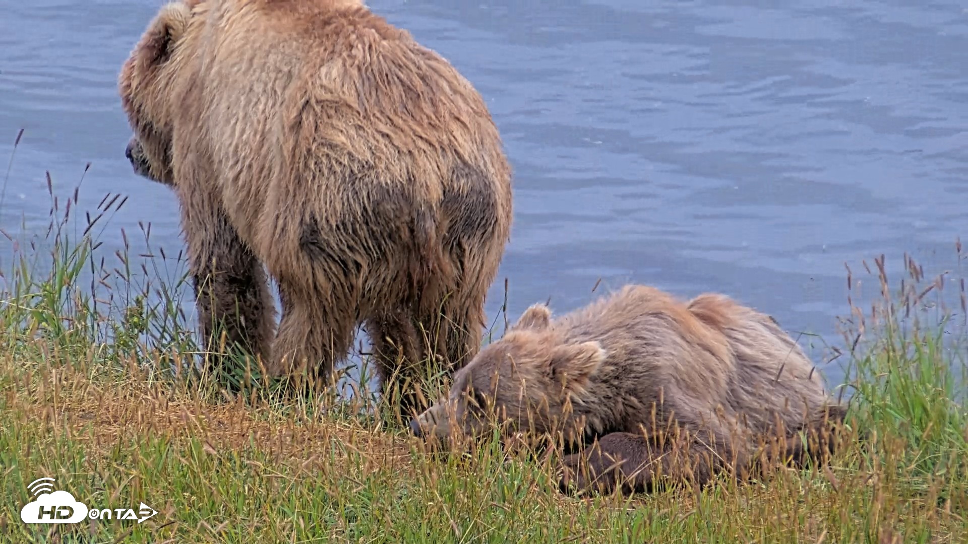 Snapshot of Kodiak Alaska Brown Bears Live Webcam taken Aug 4, 2026, 9:21pm AKDT