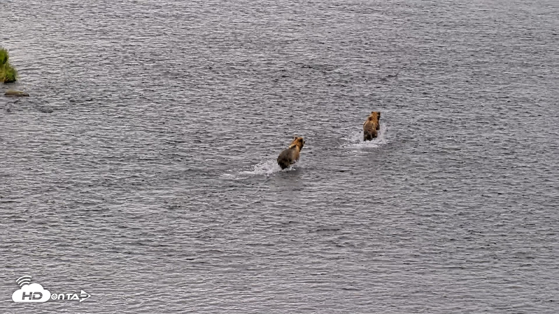 Snapshot of Kodiak Alaska Brown Bears Live Webcam taken Aug 6, 2026, 10:57am AKDT
