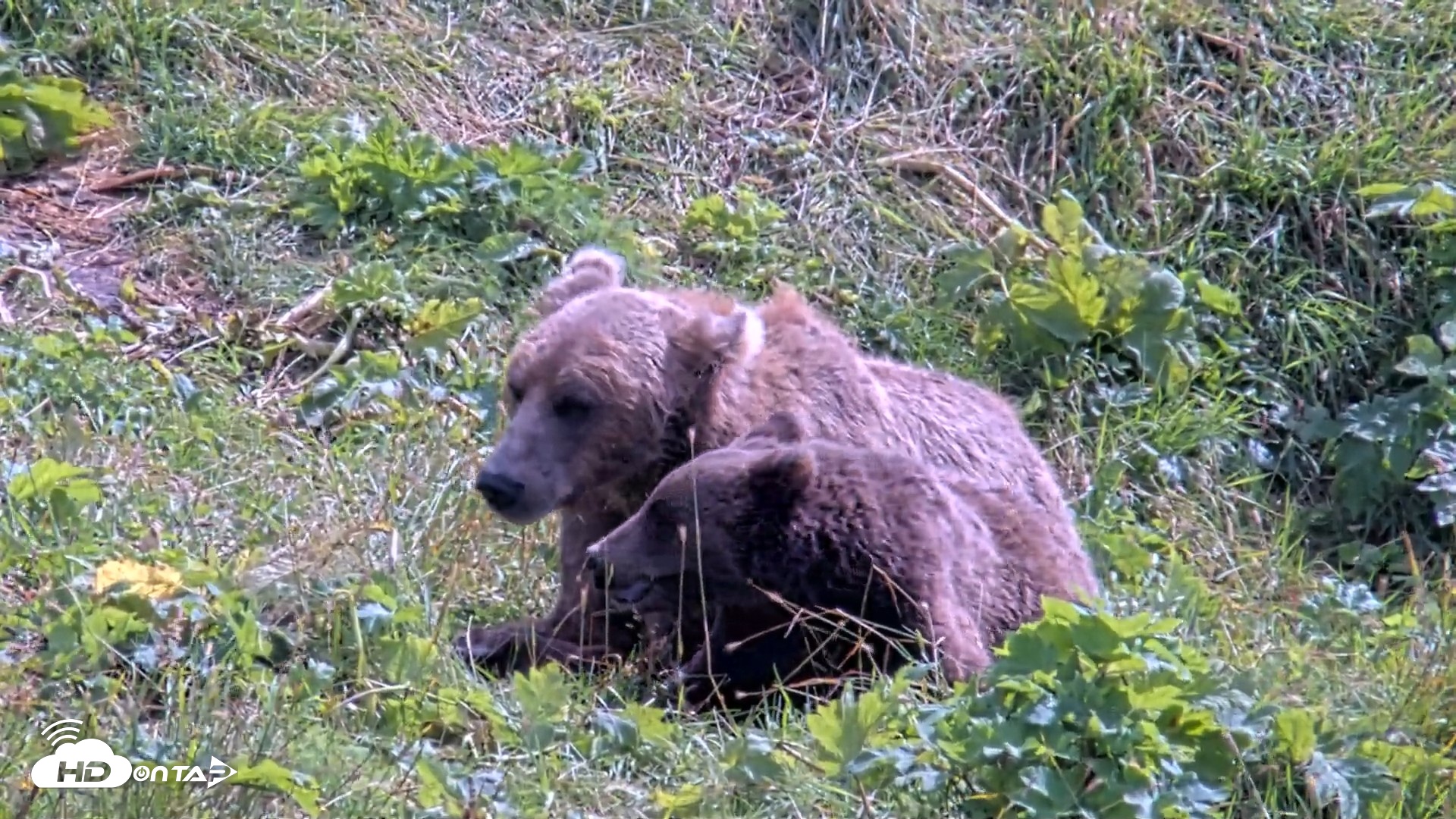 Snapshot of Kodiak Alaska Brown Bears Live Webcam taken Aug 21, 2026, 1:40pm AKDT