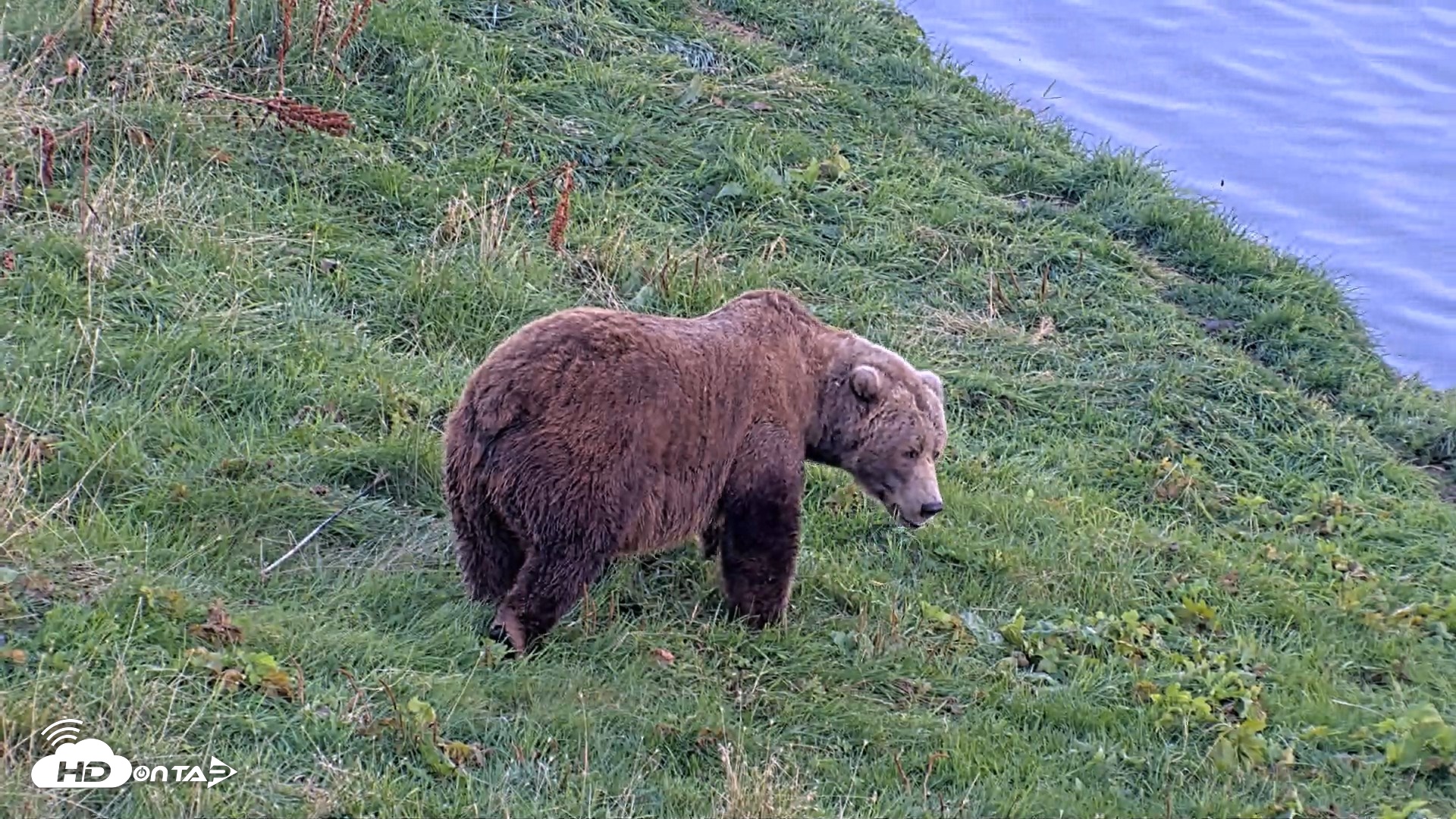 Snapshot of Kodiak Alaska Brown Bears Live Webcam taken Oct 1, 2026, 6:55pm AKDT