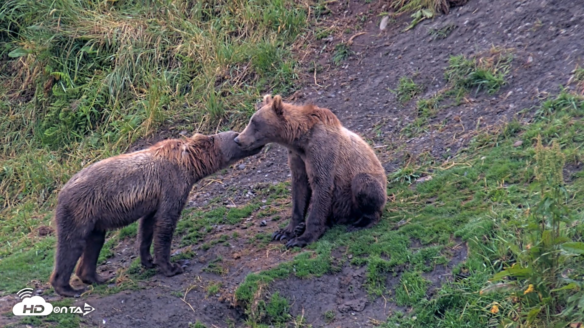 Snapshot of Kodiak Alaska Brown Bears Live Webcam taken Aug 7, 2026, 7:32am AKDT