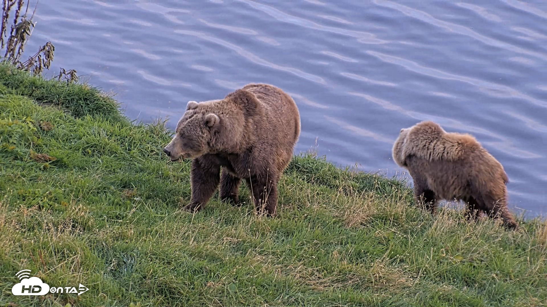Snapshot of Kodiak Alaska Brown Bears Live Webcam taken Oct 1, 2026, 6:58pm AKDT