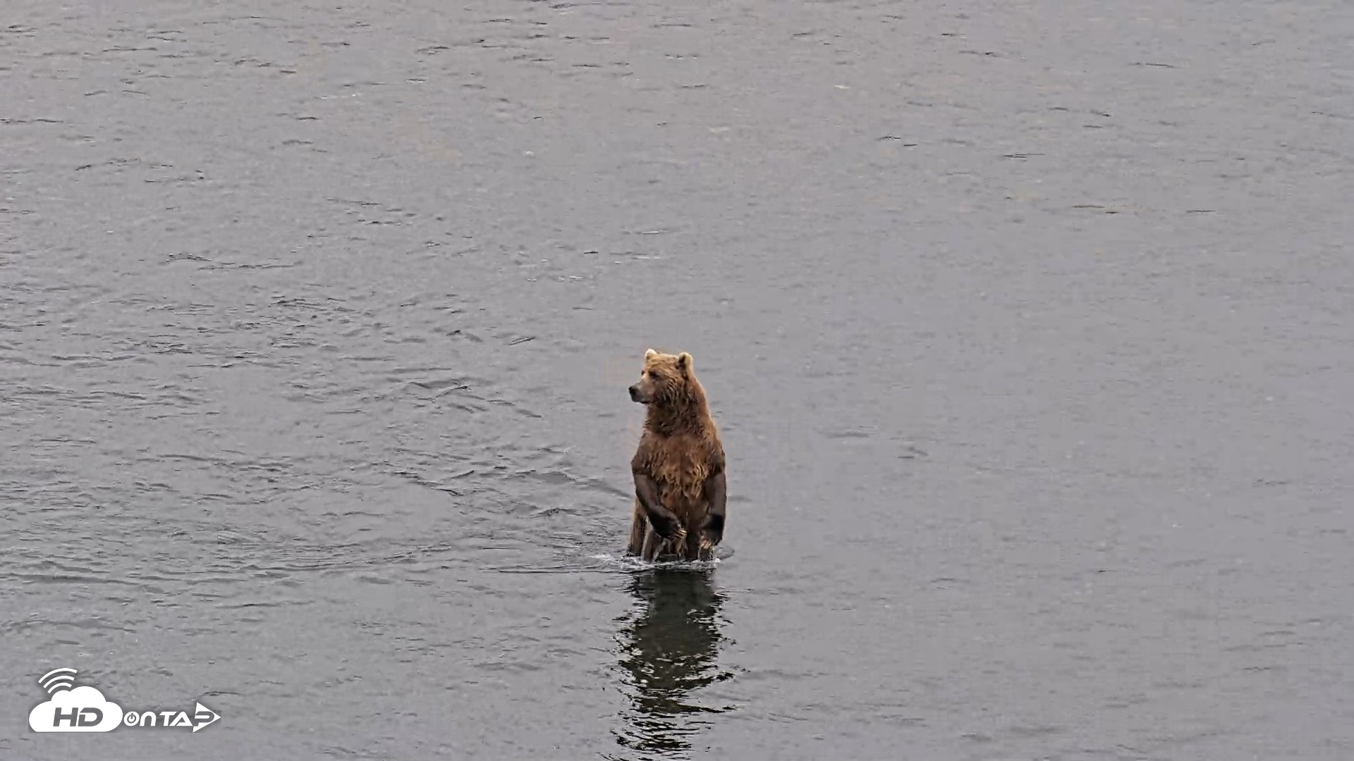 Snapshot of Kodiak Alaska Brown Bears Live Webcam taken Aug 4, 2026, 9:17pm AKDT