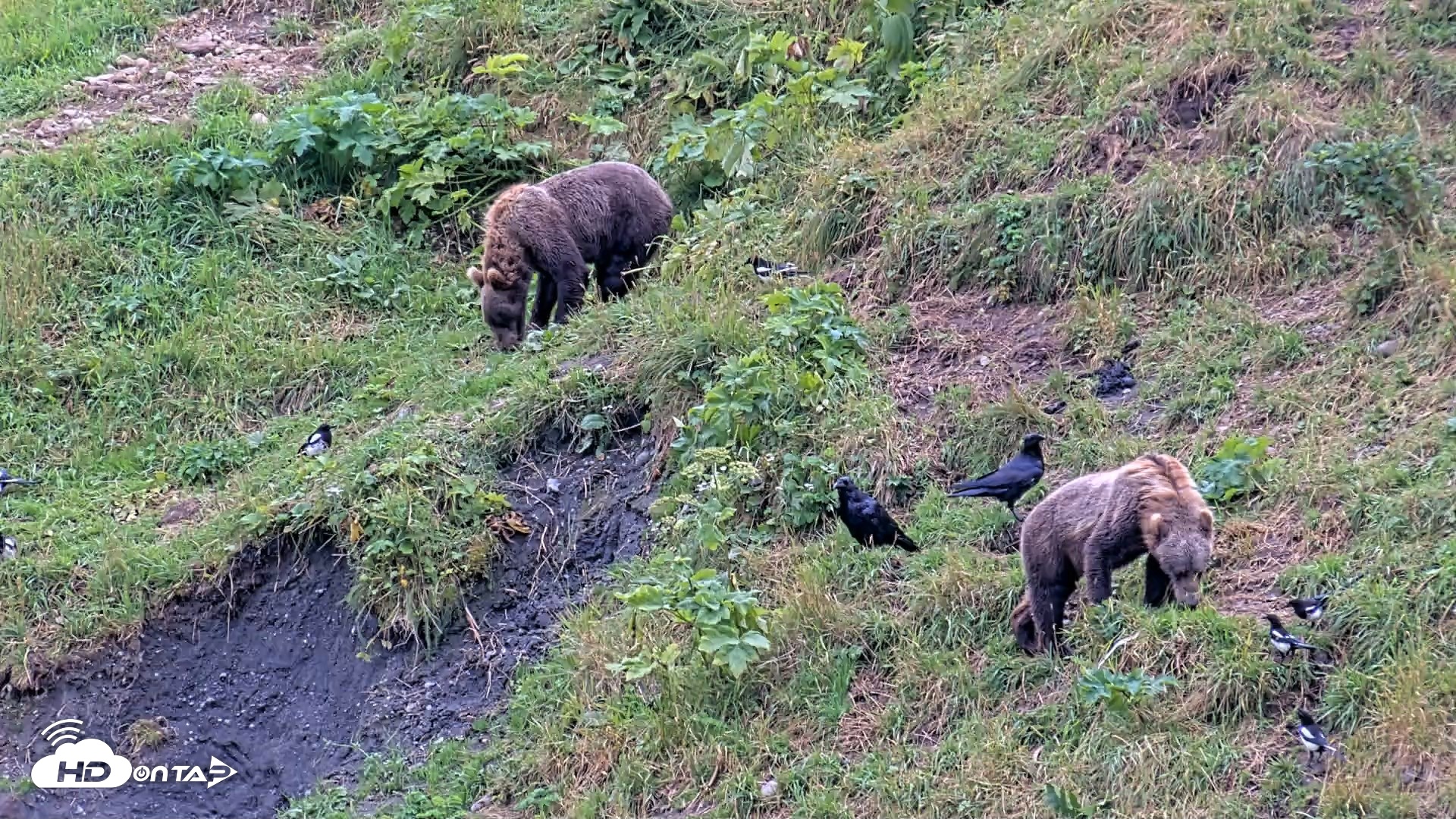 Snapshot of Kodiak Alaska Brown Bears Live Webcam taken Aug 14, 2026, 5:47pm AKDT