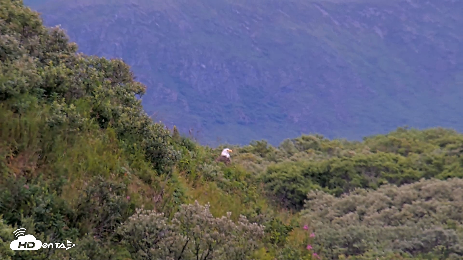 Snapshot of Kodiak Alaska Brown Bears Live Webcam taken Aug 12, 2026, 7:51am AKDT