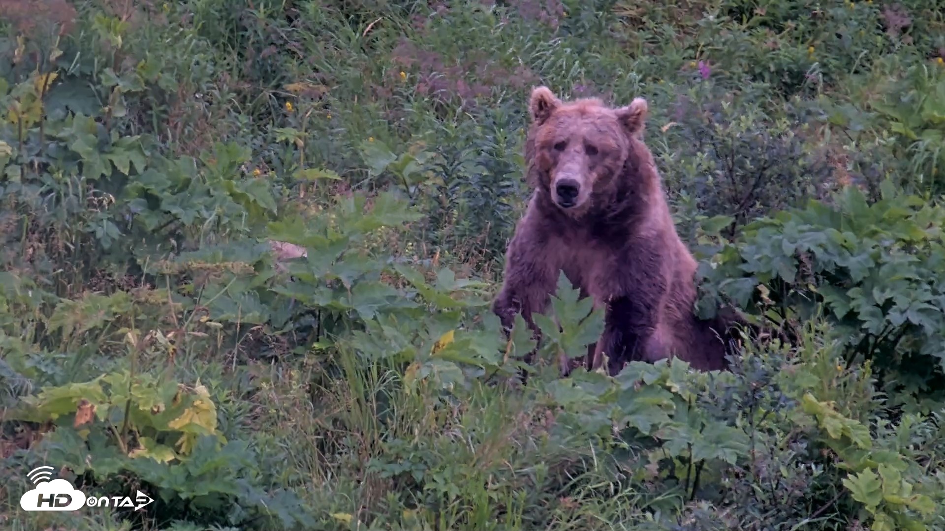 Snapshot of Kodiak Alaska Brown Bears Live Webcam taken Aug 15, 2026, 6:44pm AKDT