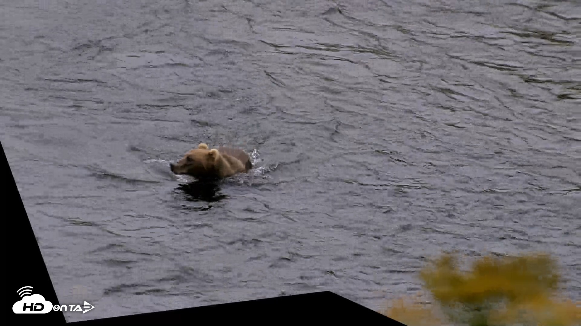 Snapshot of Kodiak Alaska Brown Bears Live Webcam taken Aug 4, 2026, 7:05am AKDT