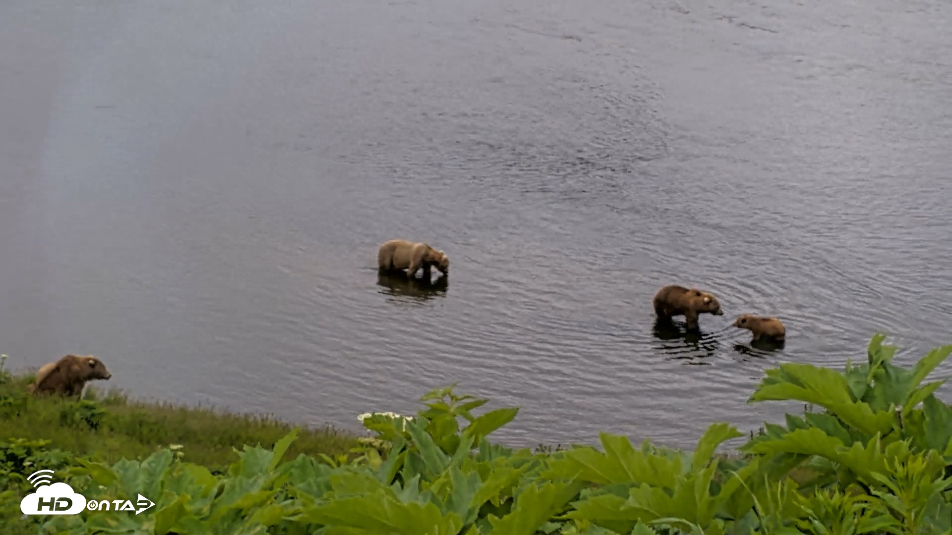 Snapshot of Kodiak Alaska Brown Bears Live Webcam taken Jul 12, 2026, 2:05pm AKDT