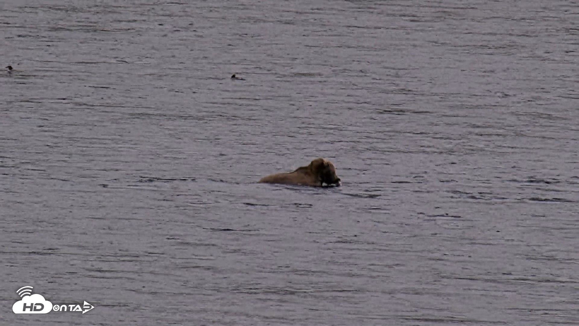 Snapshot of Kodiak Alaska Brown Bears Live Webcam taken Sep 13, 2026, 8:10pm AKDT