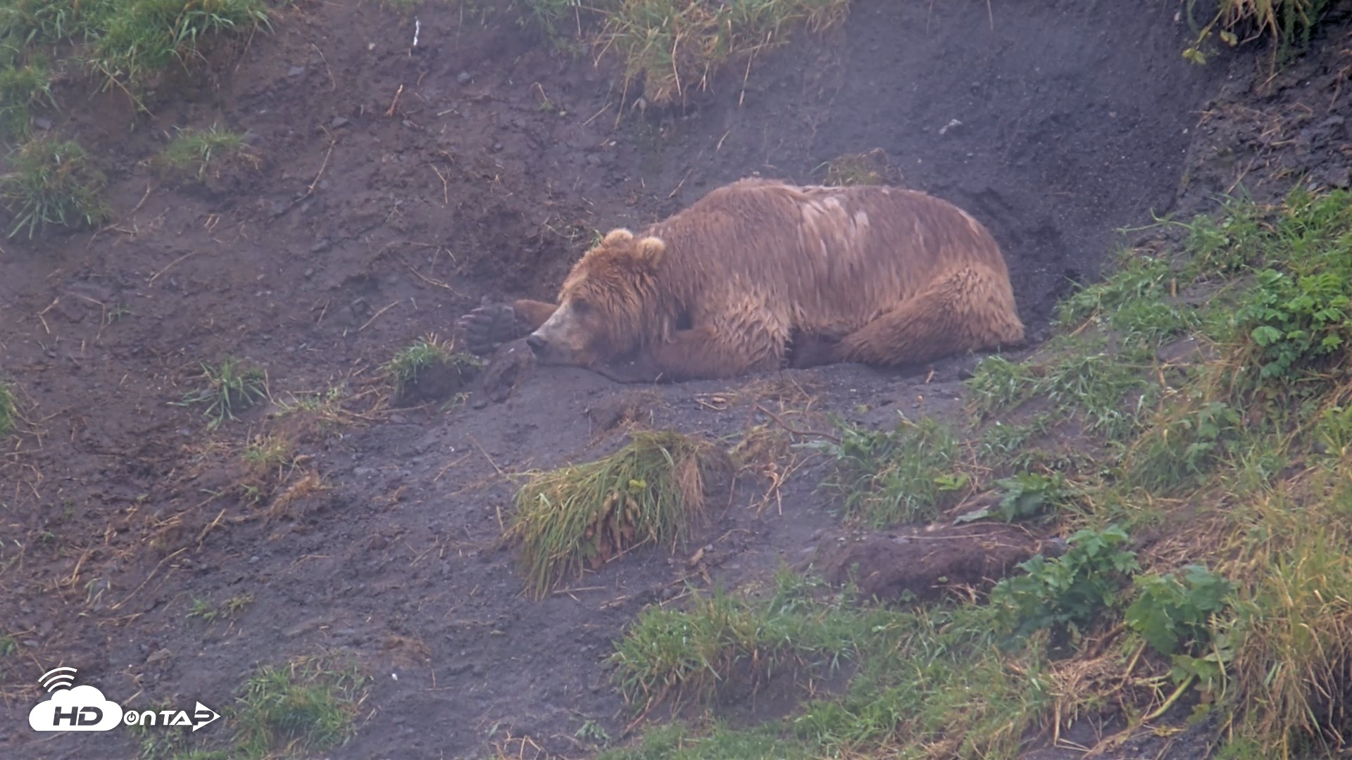 Snapshot of Kodiak Alaska Brown Bears Live Webcam taken Aug 13, 2026, 5:05pm AKDT