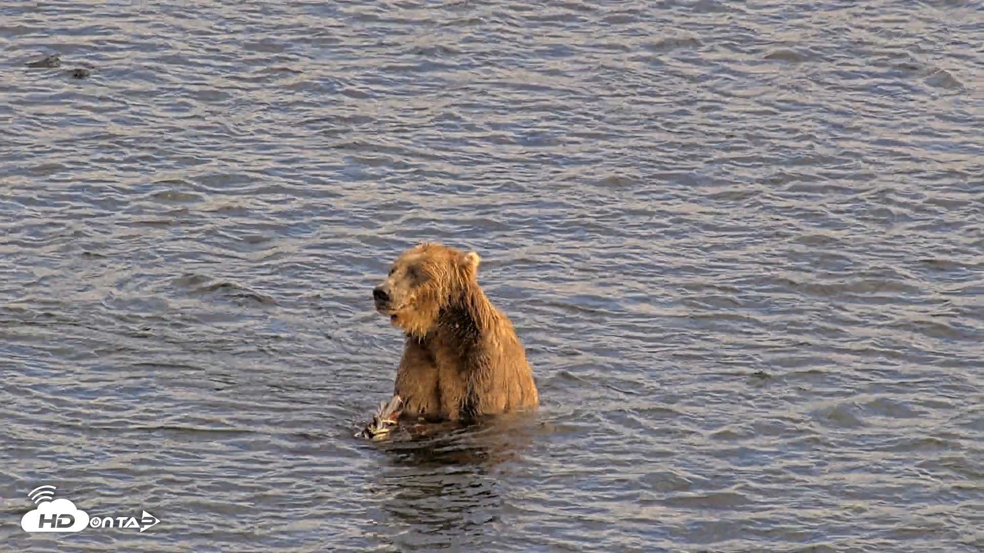 Snapshot of Kodiak Alaska Brown Bears Live Webcam taken Aug 7, 2026, 6:10pm AKDT