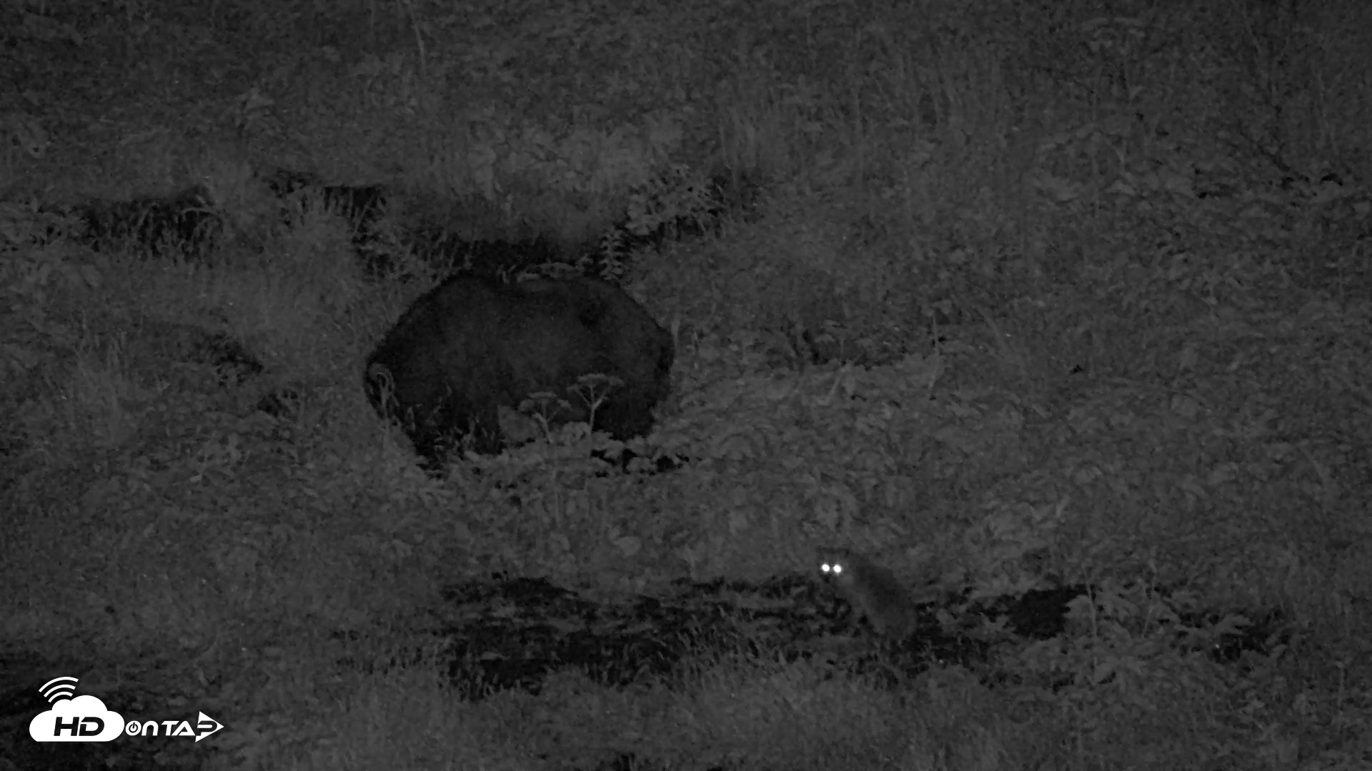 Snapshot of Kodiak Alaska Brown Bears Live Webcam taken Jul 27, 2026, 11:56pm AKDT