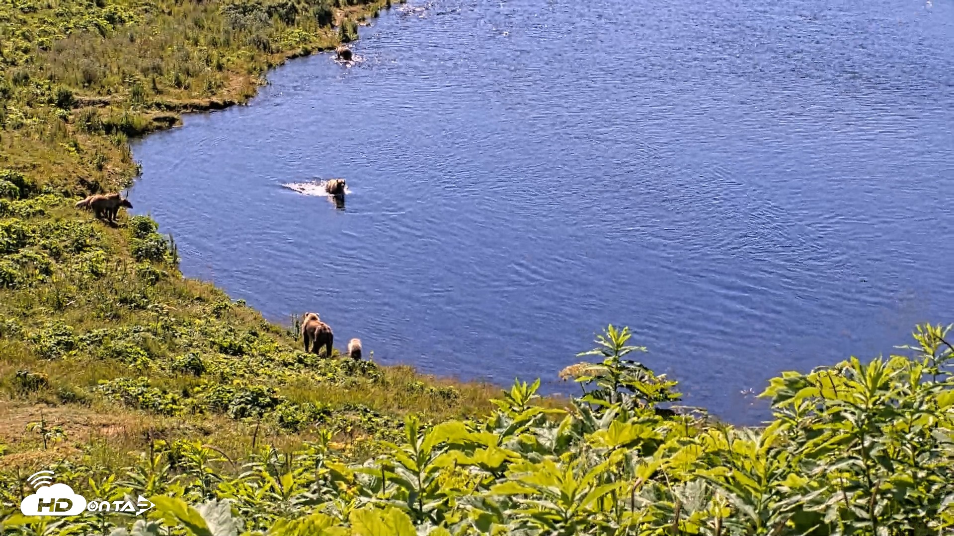 Snapshot of Kodiak Alaska Brown Bears Live Webcam taken Jul 30, 2026, 11:20am AKDT