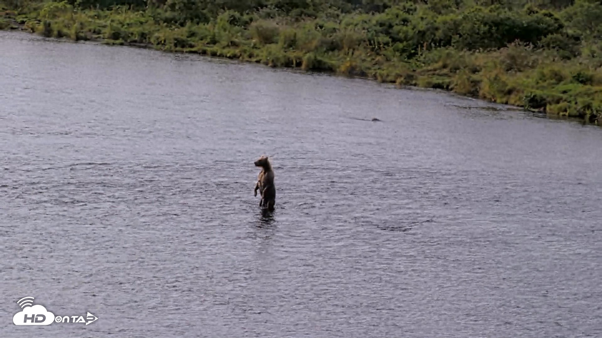 Snapshot of Kodiak Alaska Brown Bears Live Webcam taken Aug 18, 2026, 9:51am AKDT