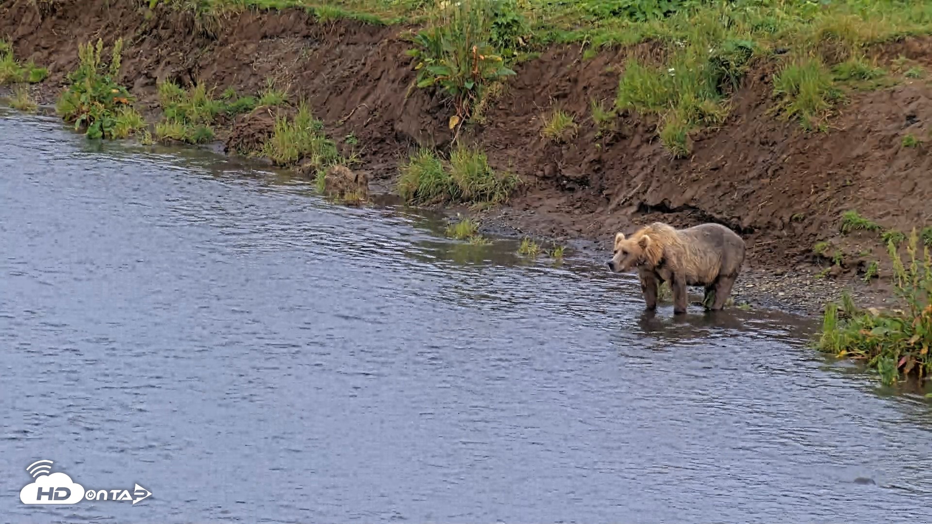 Snapshot of Kodiak Alaska Brown Bears Live Webcam taken Aug 13, 2026, 8:00pm AKDT