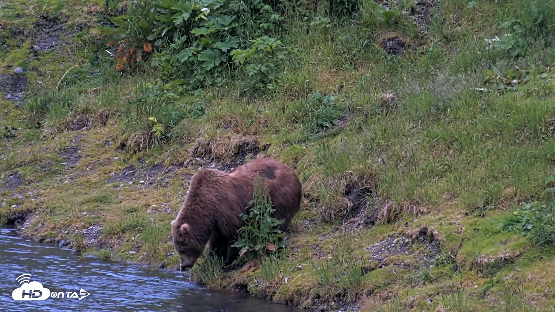 Snapshot of Kodiak Alaska Brown Bears Live Webcam taken Jul 19, 2026, 9:53pm AKDT