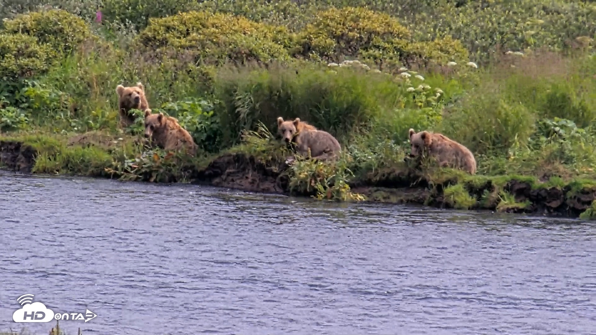 Snapshot of Kodiak Alaska Brown Bears Live Webcam taken Aug 6, 2026, 3:22pm AKDT