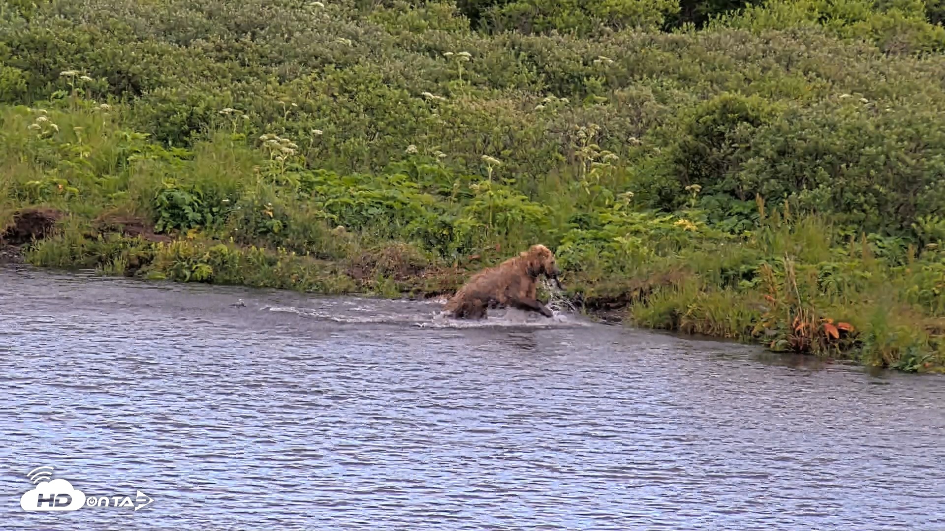 Snapshot of Kodiak Alaska Brown Bears Live Webcam taken Aug 1, 2026, 6:46pm AKDT